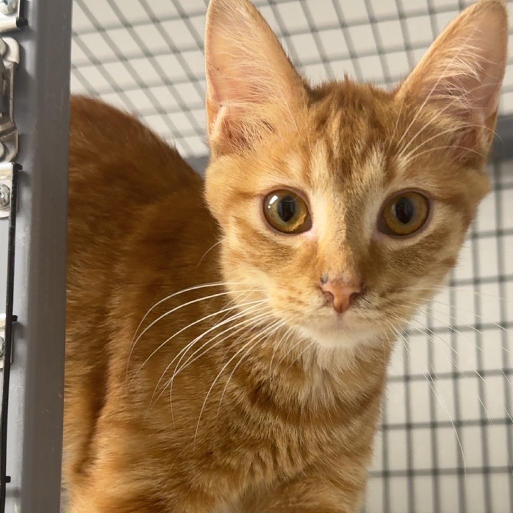 Enlarge Cobbler, a Adoptable Domestic Short Hair in Shelbyville, IL image 2/2
