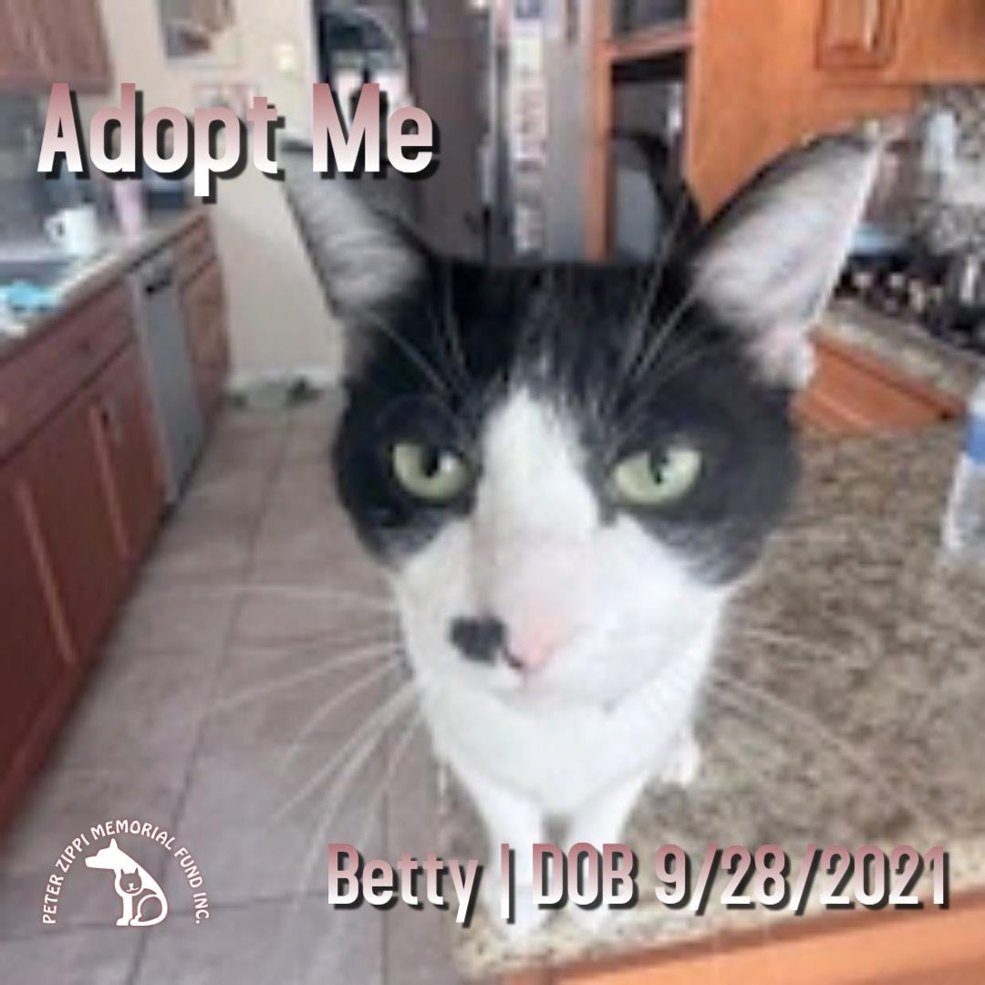 Enlarge Betty, a ADOPTABLE mixed breed in Hermosa Beach, CA image 1/2