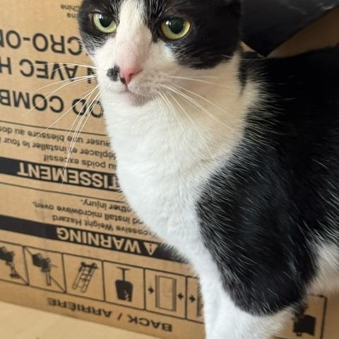 Enlarge Betty, a ADOPTABLE mixed breed in Hermosa Beach, CA image 2/2