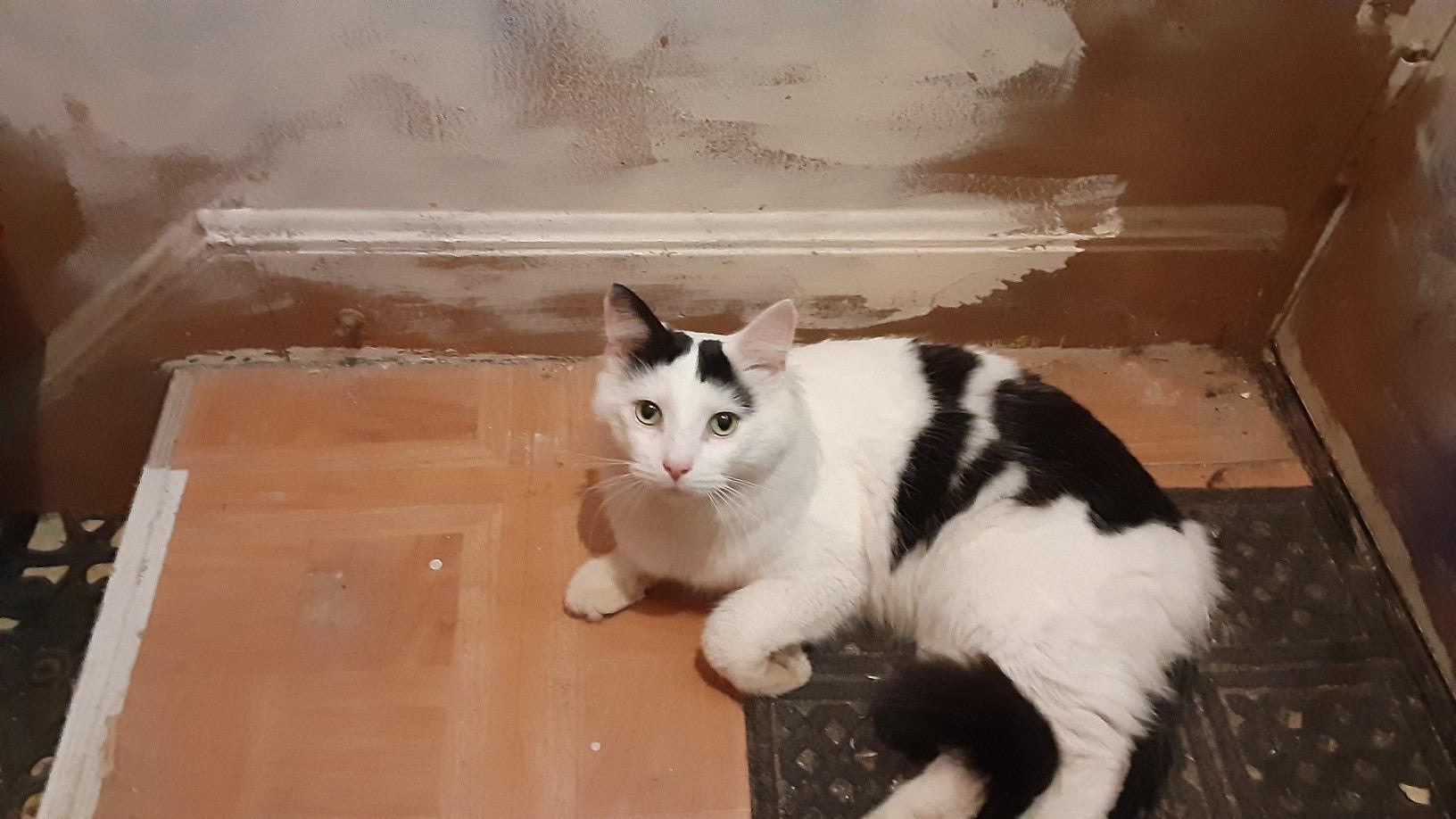 Enlarge Gold, an adopted Domestic Short Hair in Cleveland, OH image 2/4