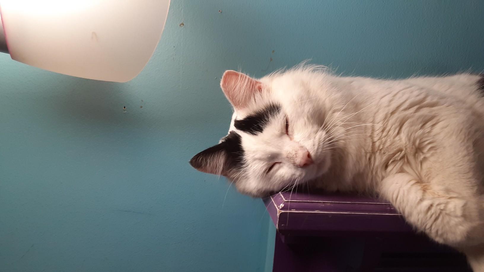 Enlarge Gold, an adopted Domestic Short Hair in Cleveland, OH image 3/4