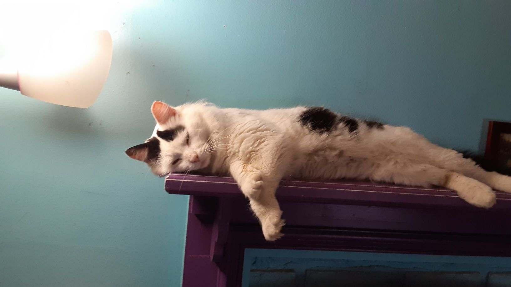 Enlarge Gold, an adopted Domestic Short Hair in Cleveland, OH image 4/4