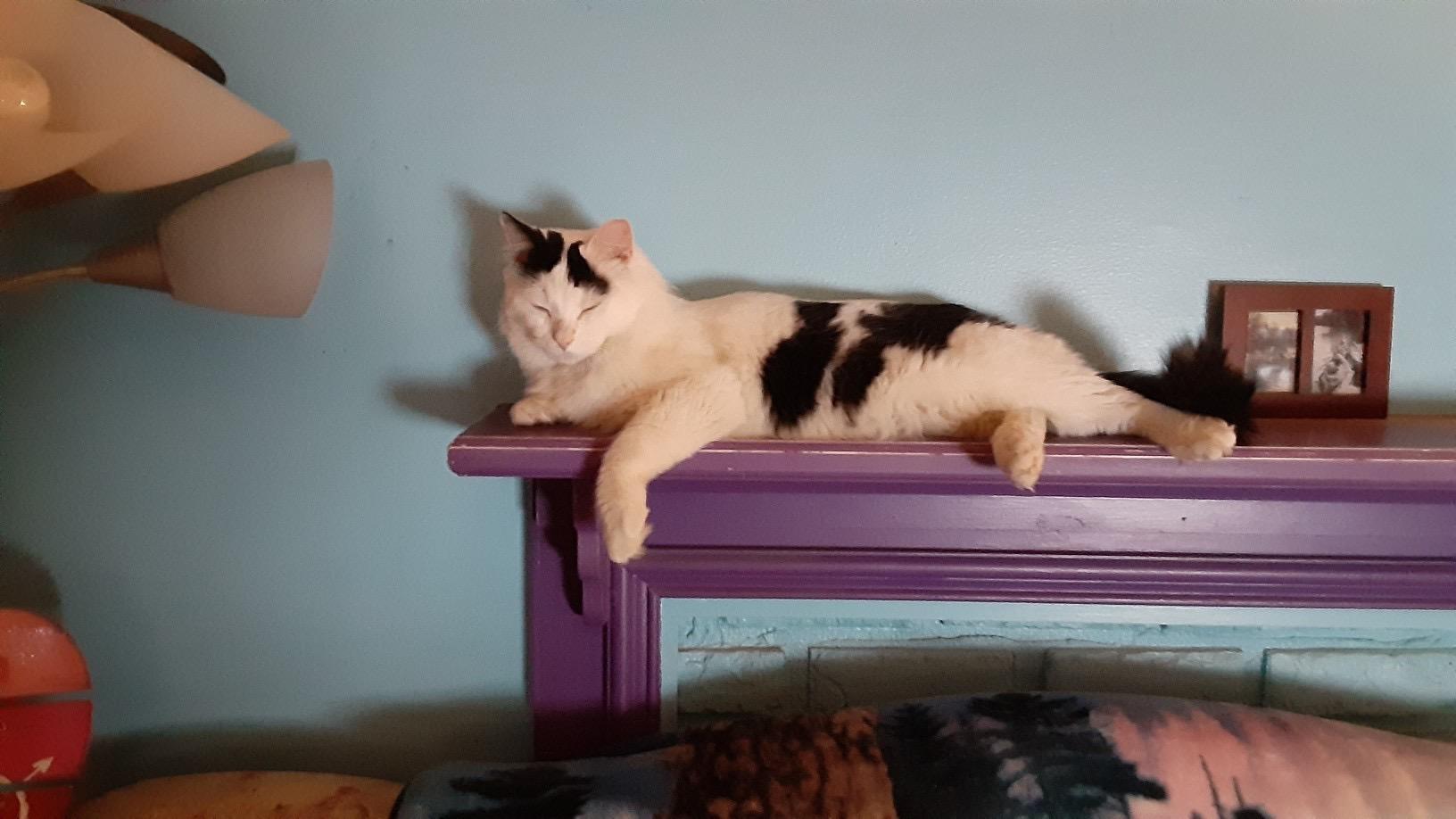 Enlarge Gold, an adopted Domestic Short Hair in Cleveland, OH image 1/4