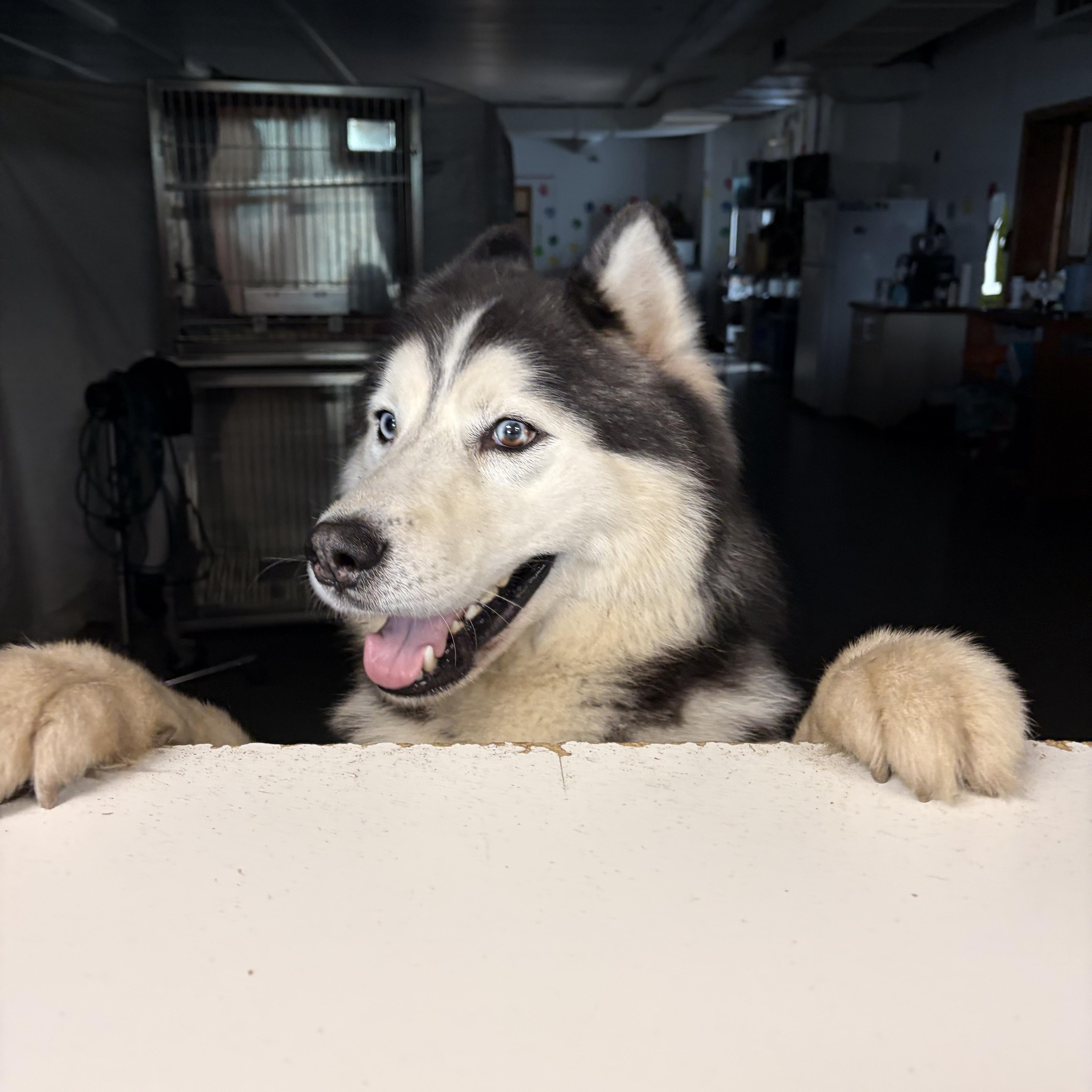 Enlarge Kodiak, a Adoptable Siberian Husky in Wahoo, NE image 2/3