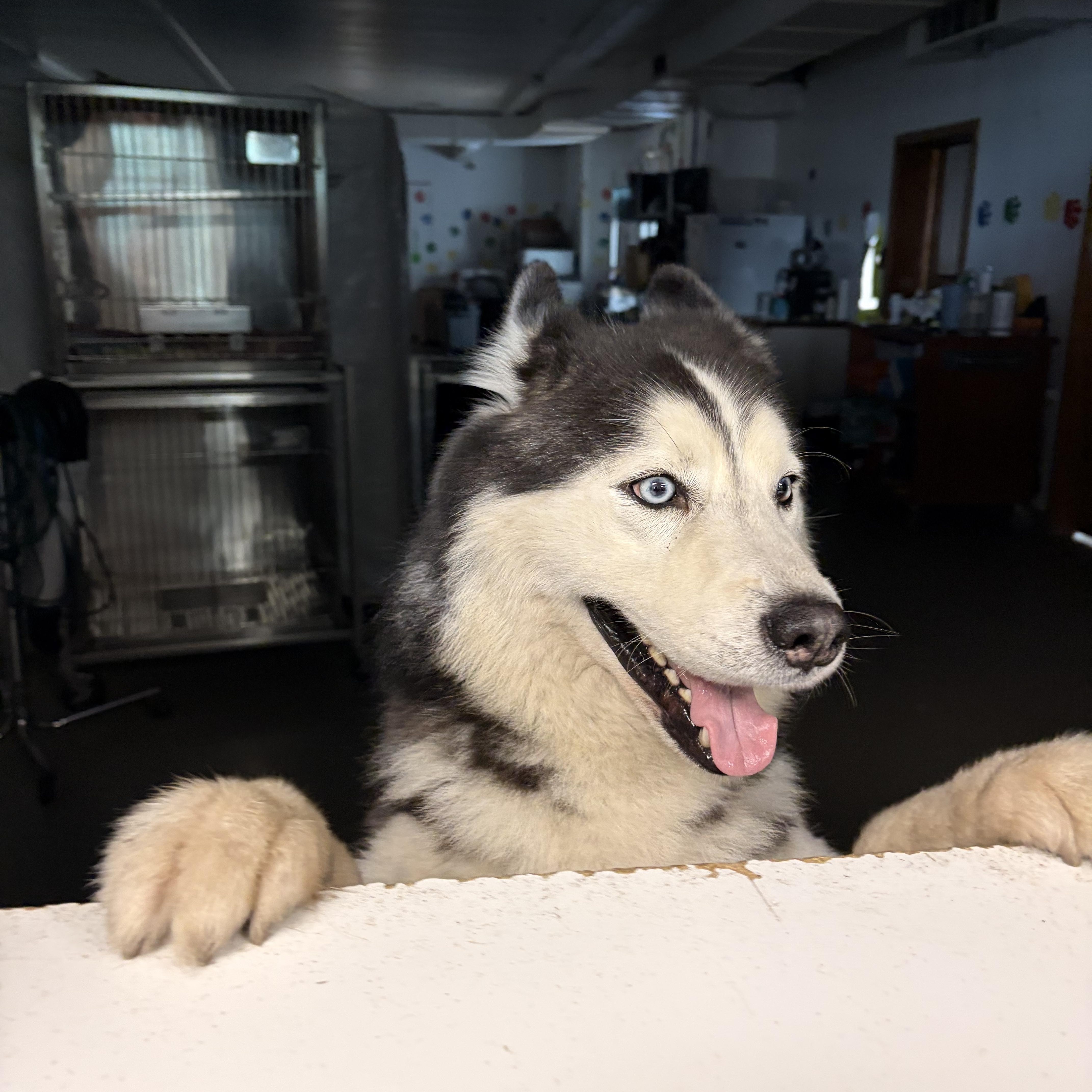 Kodiak, Adoptable, Adult Male Siberian Husky.