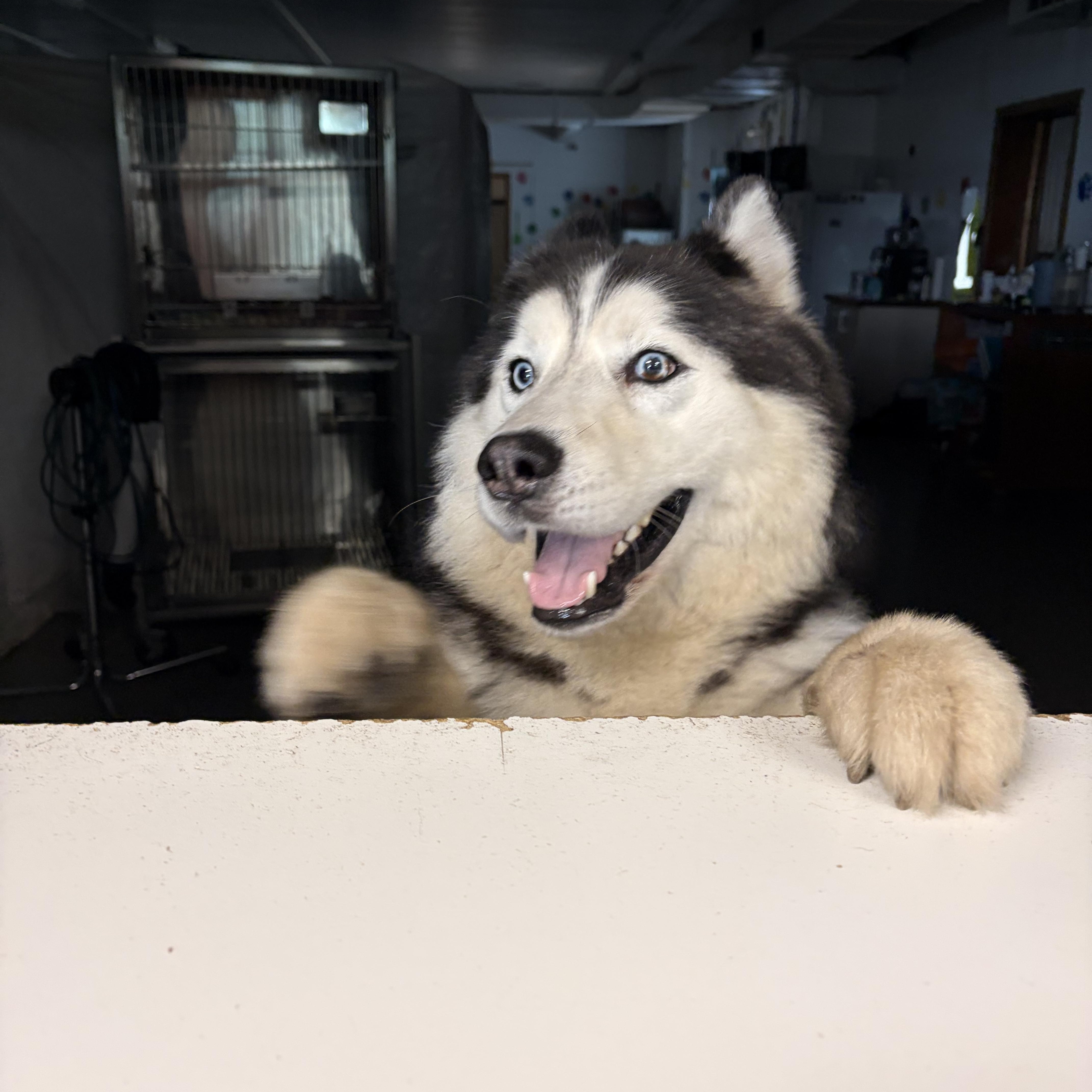 Enlarge Kodiak, a Adoptable Siberian Husky in Wahoo, NE image 3/3