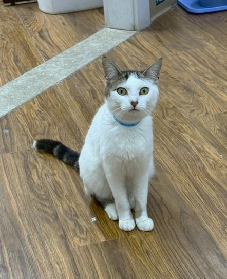 Donald, ADOPTABLE, Adult Male Domestic Short Hair.