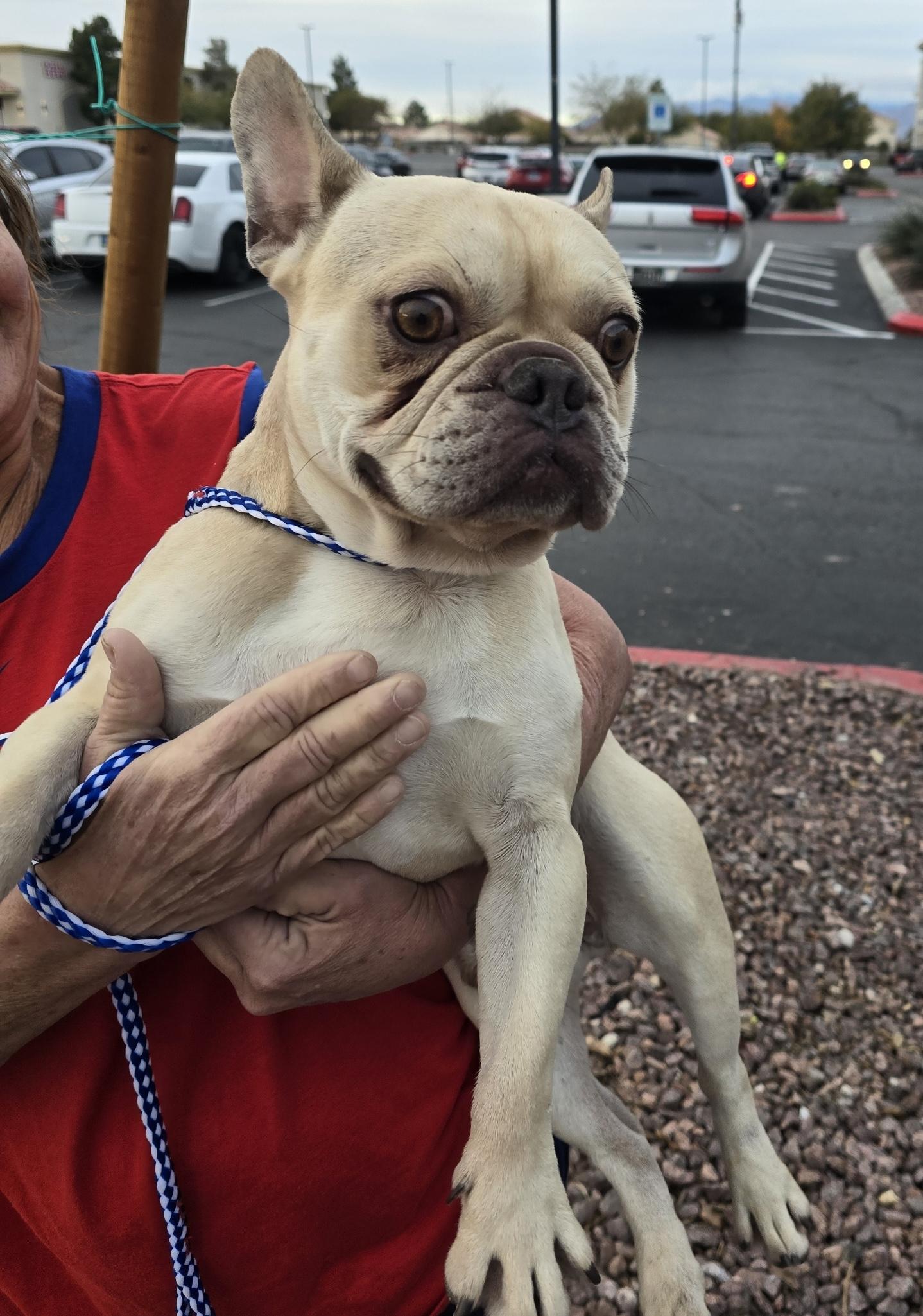 Butterball, ADOPTABLE, Adult Male French Bulldog.
