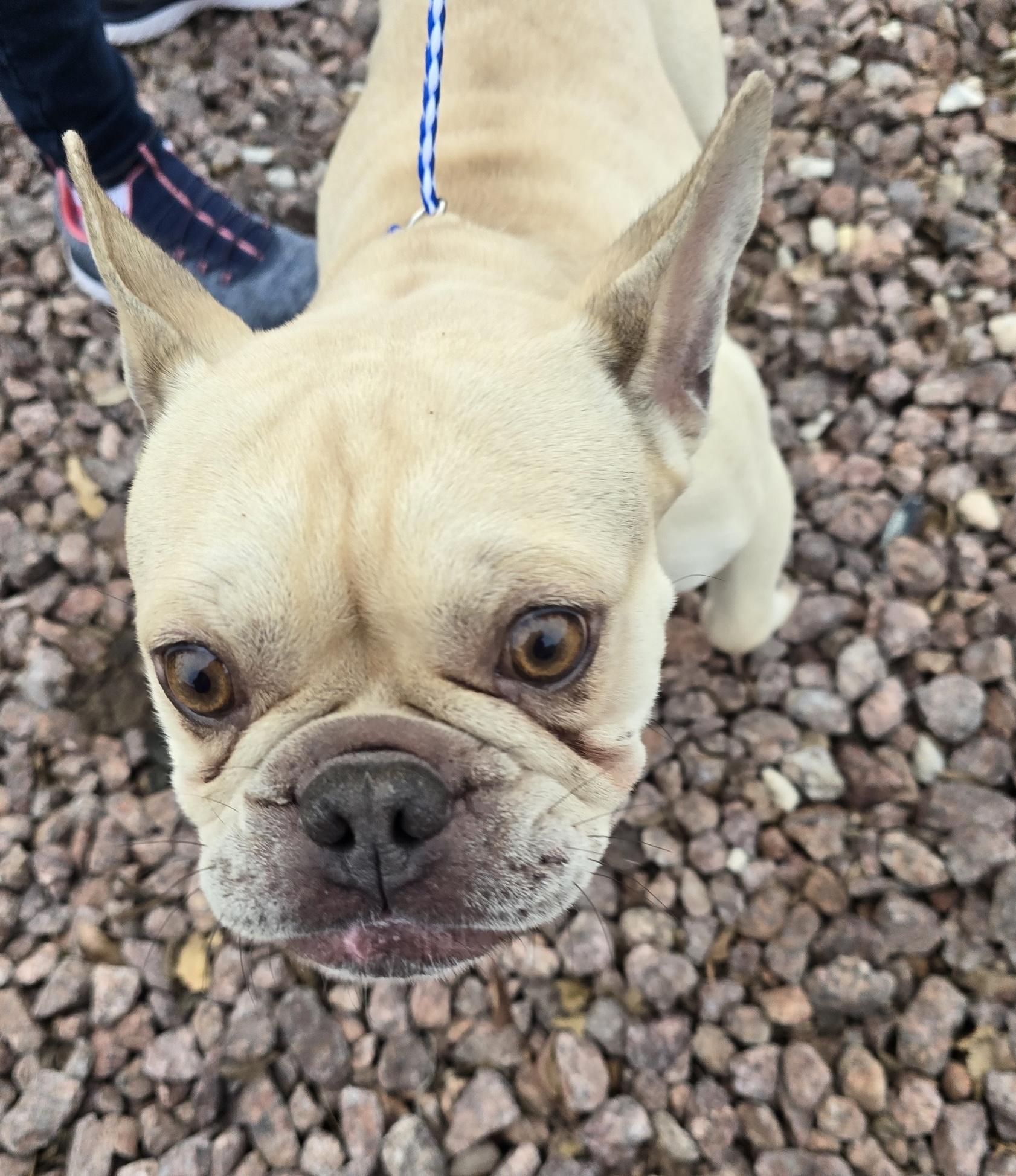 Enlarge Butterball, an adopted French Bulldog in Las Vegas, NV image 2/3