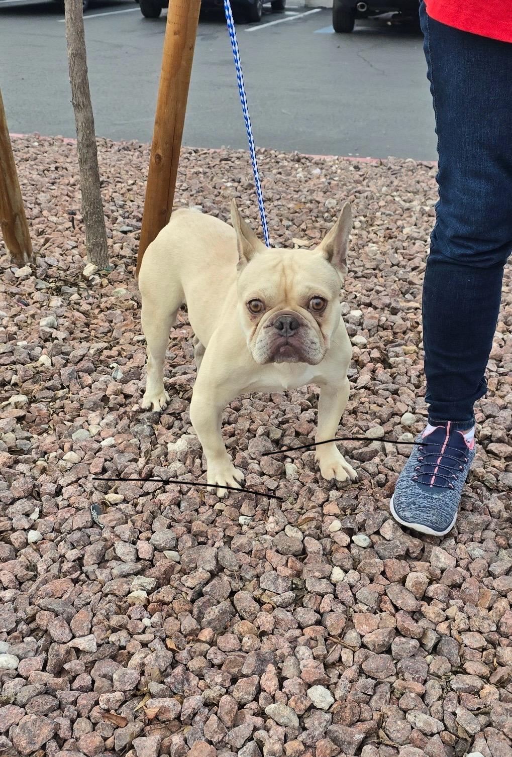 Enlarge Butterball, an adopted French Bulldog in Las Vegas, NV image 3/3