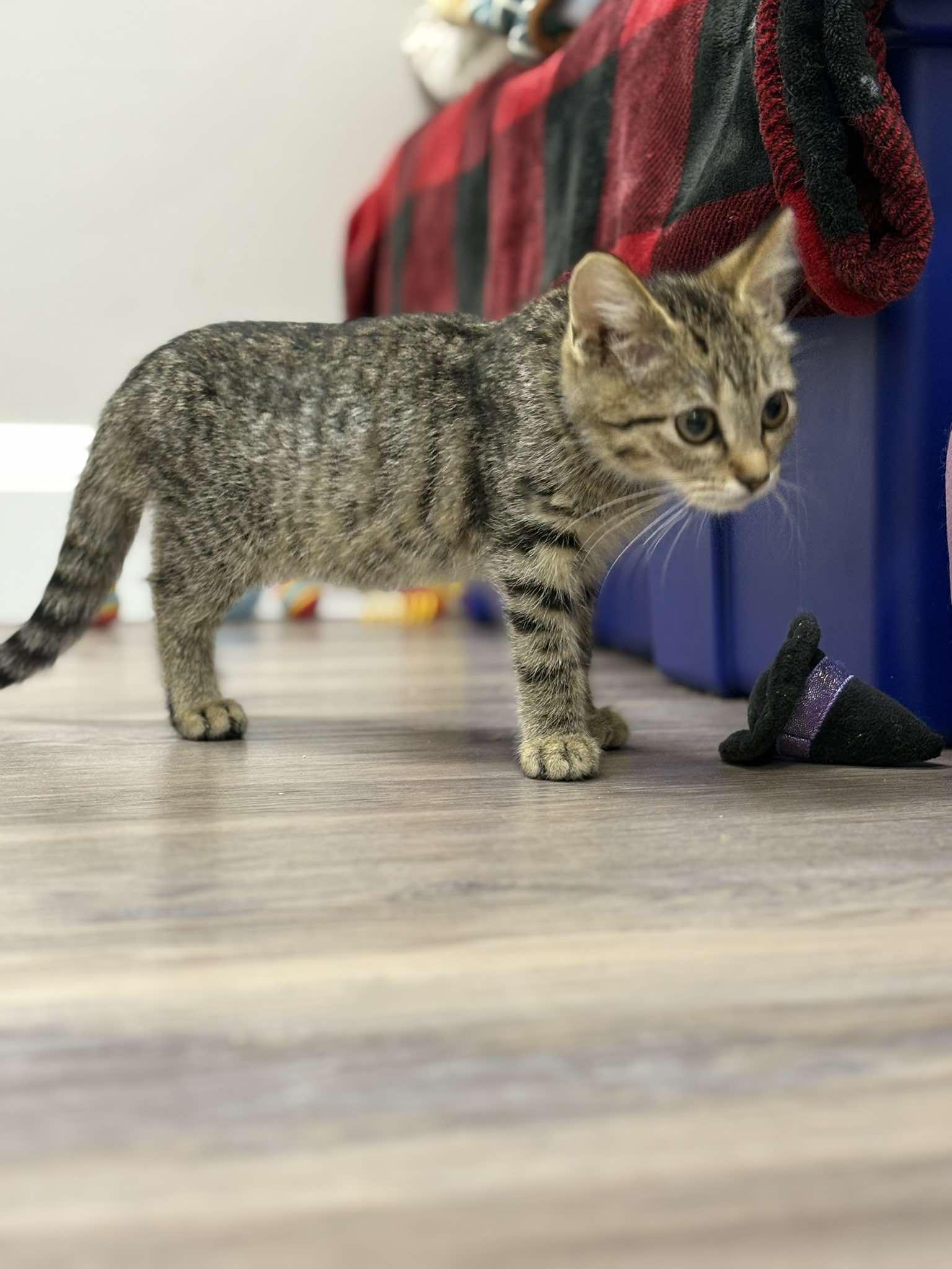 Enlarge Archimedes, a ADOPTABLE Domestic Short Hair in Fulton, NY image 6/6