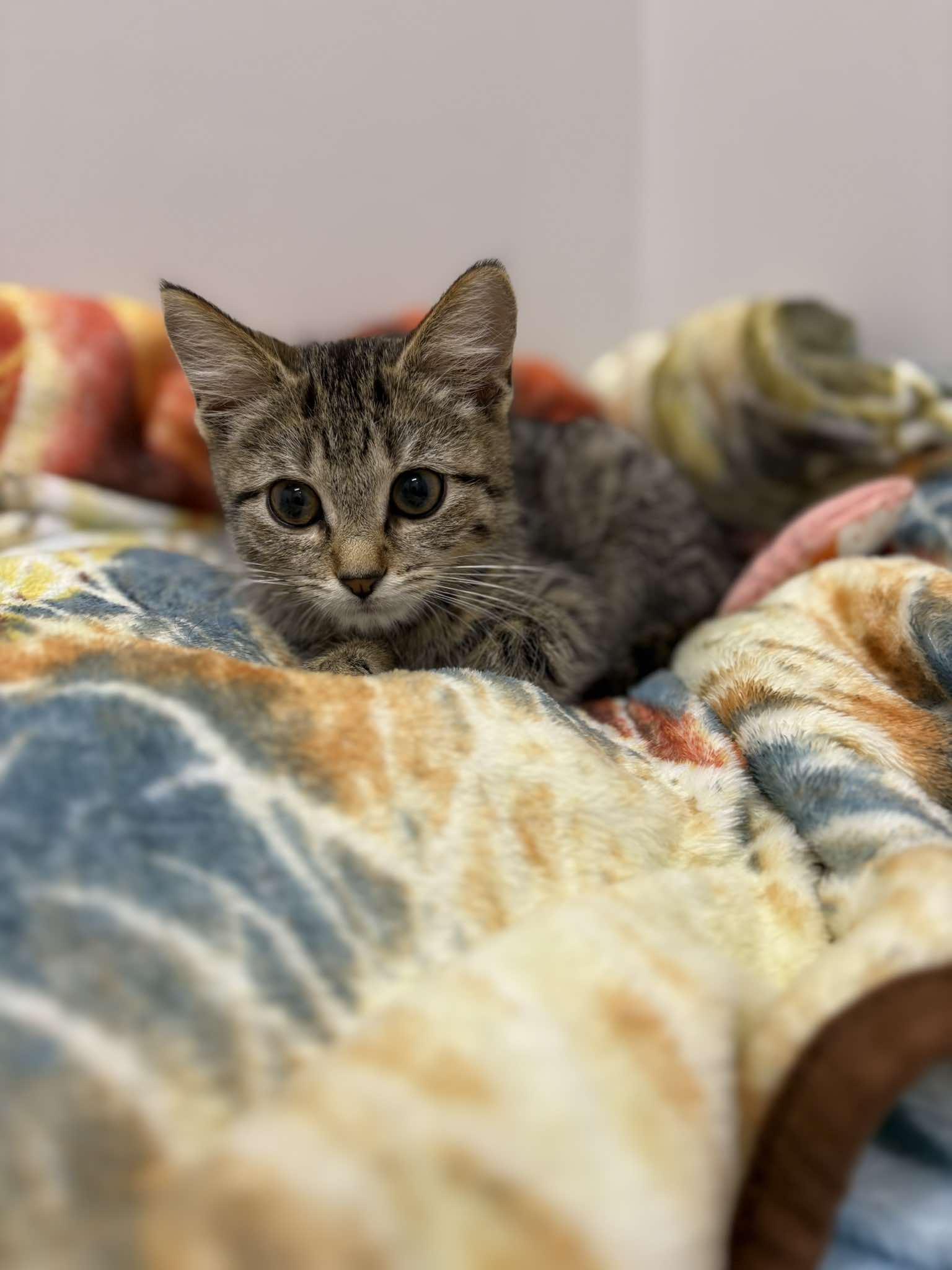 Enlarge Archimedes, a ADOPTABLE Domestic Short Hair in Fulton, NY image 5/6