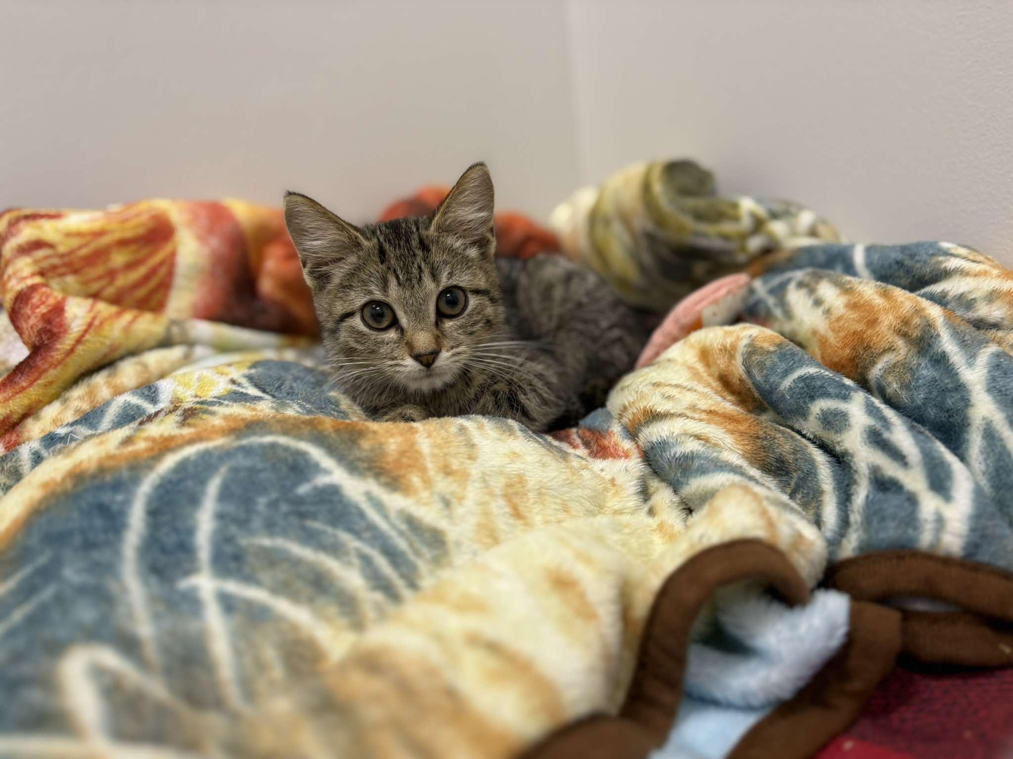 Enlarge Archimedes, a ADOPTABLE Domestic Short Hair in Fulton, NY image 2/6