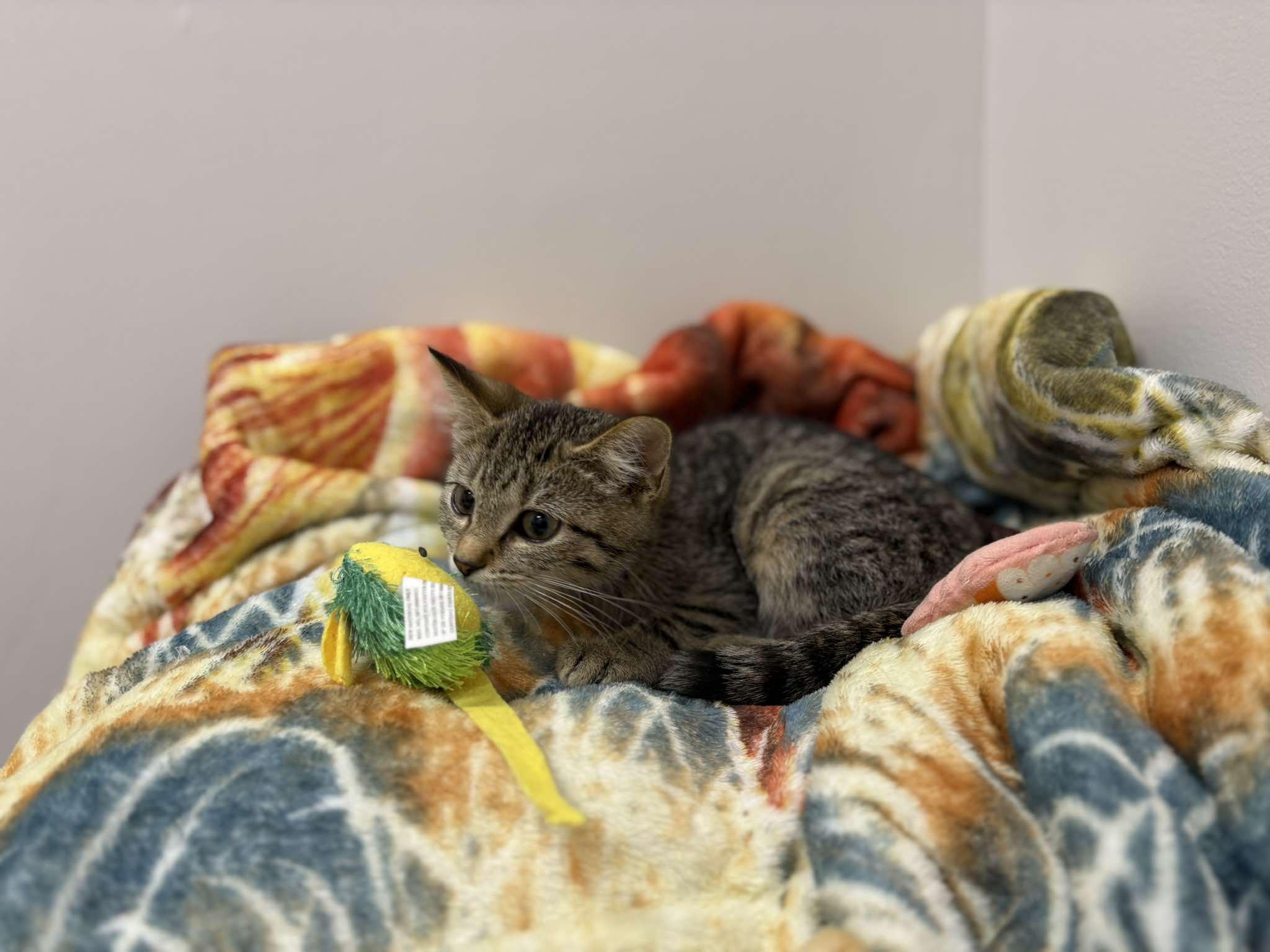 Enlarge Archimedes, a ADOPTABLE Domestic Short Hair in Fulton, NY image 1/6