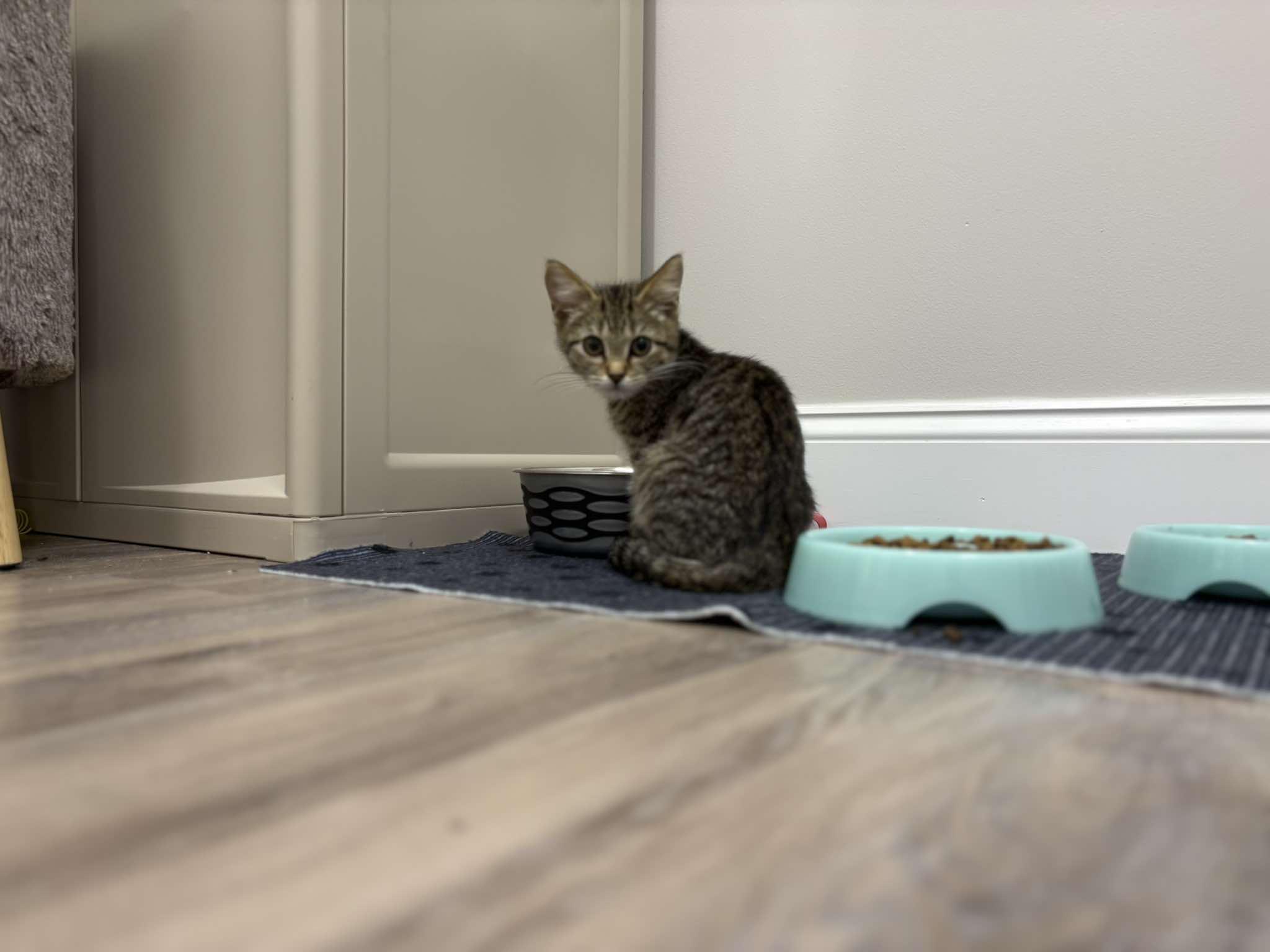 Enlarge Archimedes, a ADOPTABLE Domestic Short Hair in Fulton, NY image 4/6