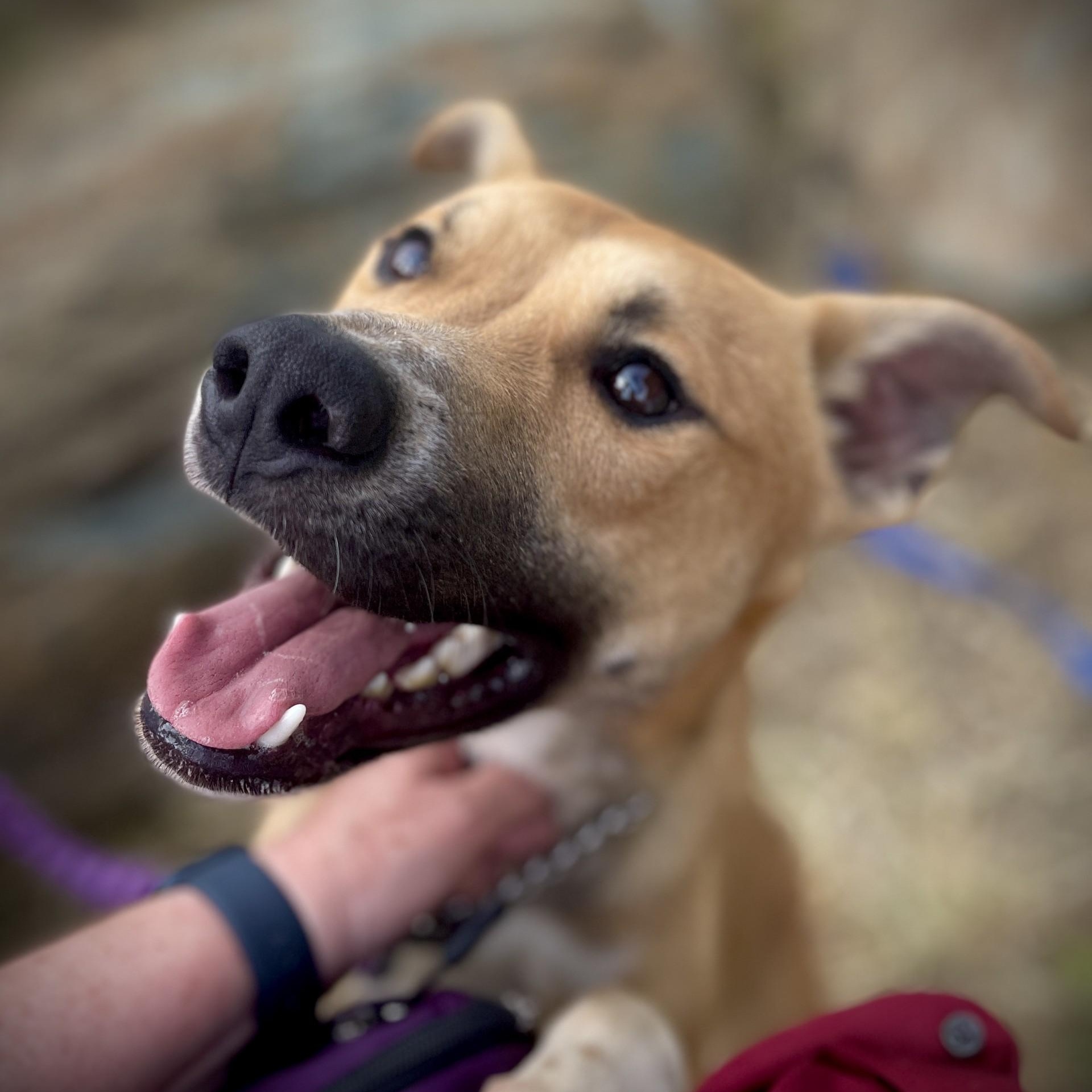 Linc, a ADOPTABLE mixed breed in San Andreas, CA image 1/3