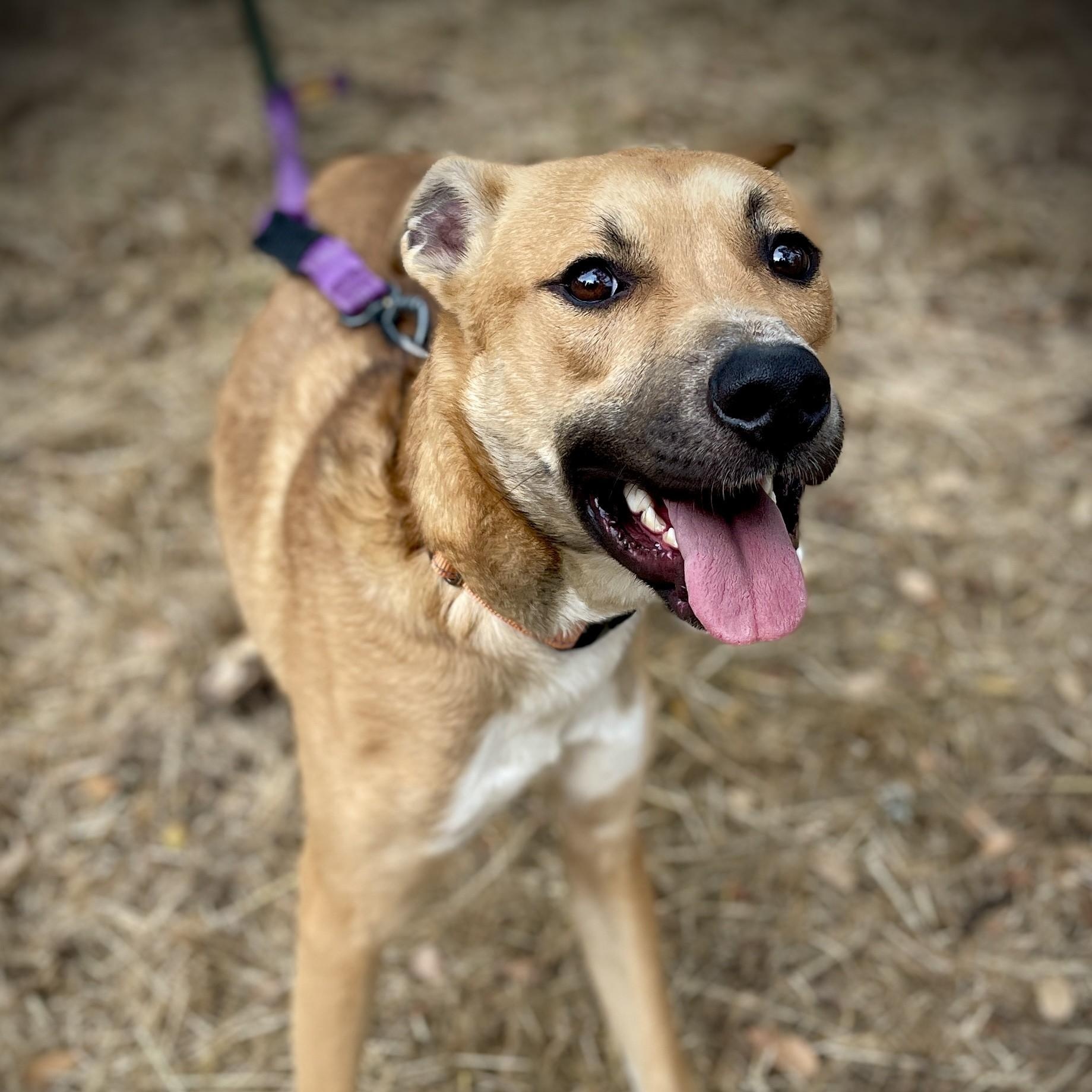 Linc, a ADOPTABLE mixed breed in San Andreas, CA image 3/3