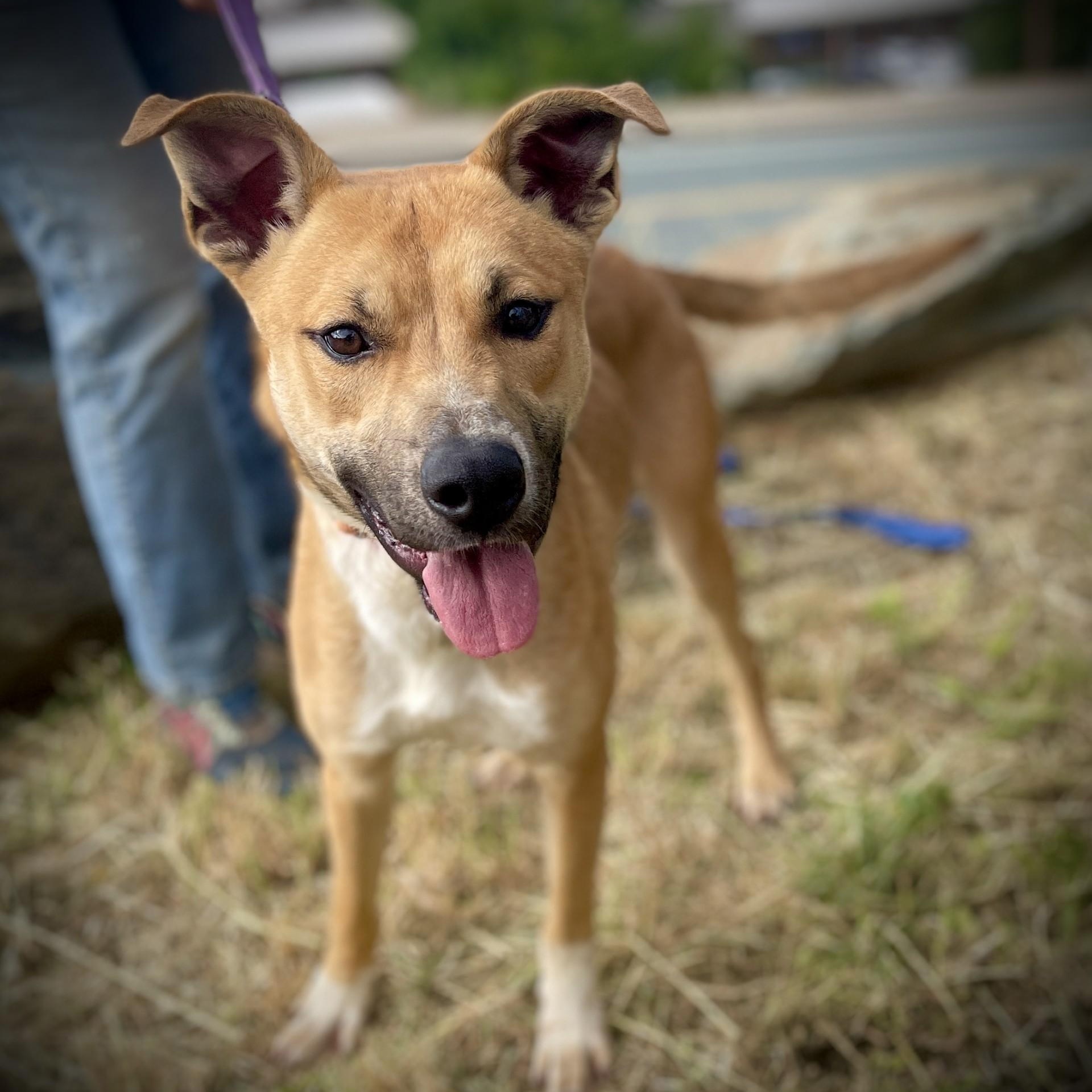 Linc, a ADOPTABLE mixed breed in San Andreas, CA image 2/3