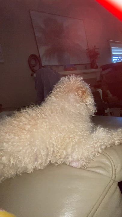 Enlarge Mr Bill, a Adoptable Miniature Poodle in Moreno Valley, CA video 1/2