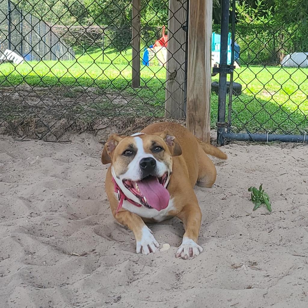 Enlarge Lupita, a Adoptable Mixed Breed in Lakeland, FL image 1/6