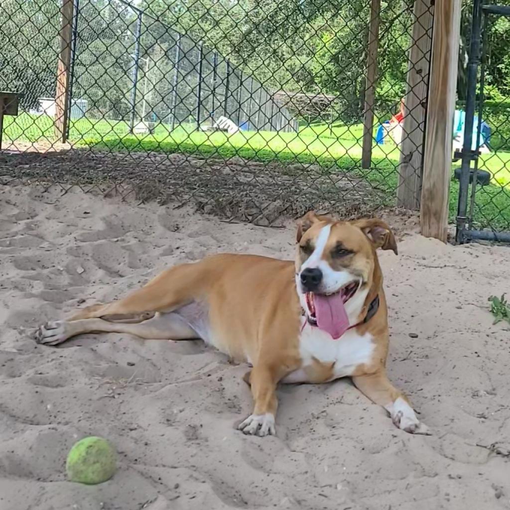 Enlarge Lupita, a Adoptable Mixed Breed in Lakeland, FL image 2/6