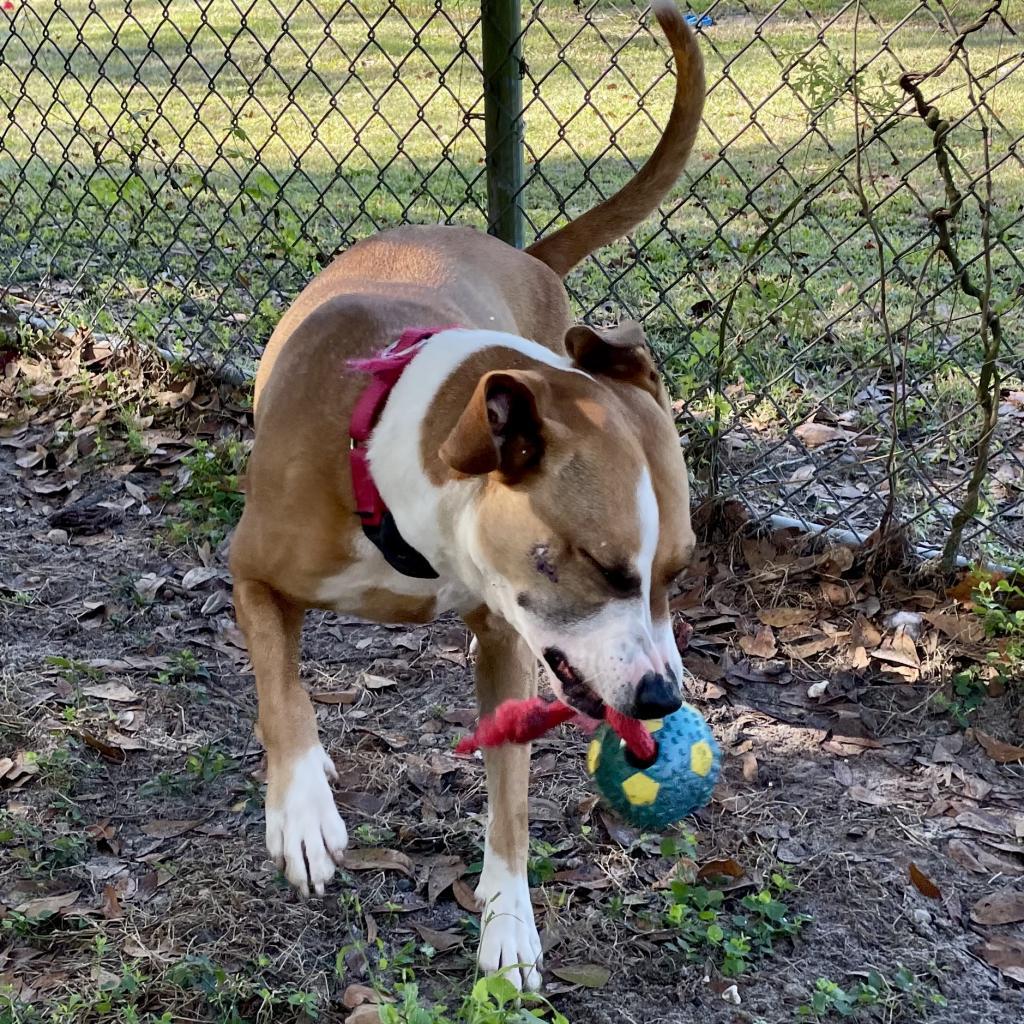 Enlarge Lupita, a Adoptable Mixed Breed in Lakeland, FL image 3/6
