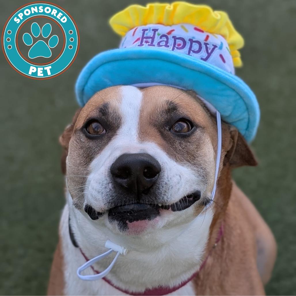 Enlarge Lupita, a Adoptable Mixed Breed in Lakeland, FL image 4/6