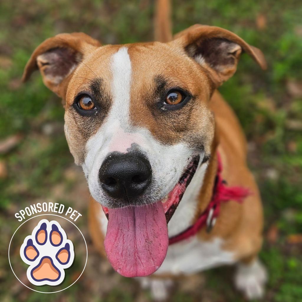 Enlarge Lupita, a Adoptable Mixed Breed in Lakeland, FL image 4/6