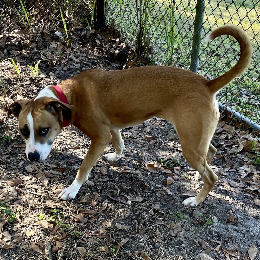 Enlarge Lupita, a Adoptable Mixed Breed in Lakeland, FL image 6/6