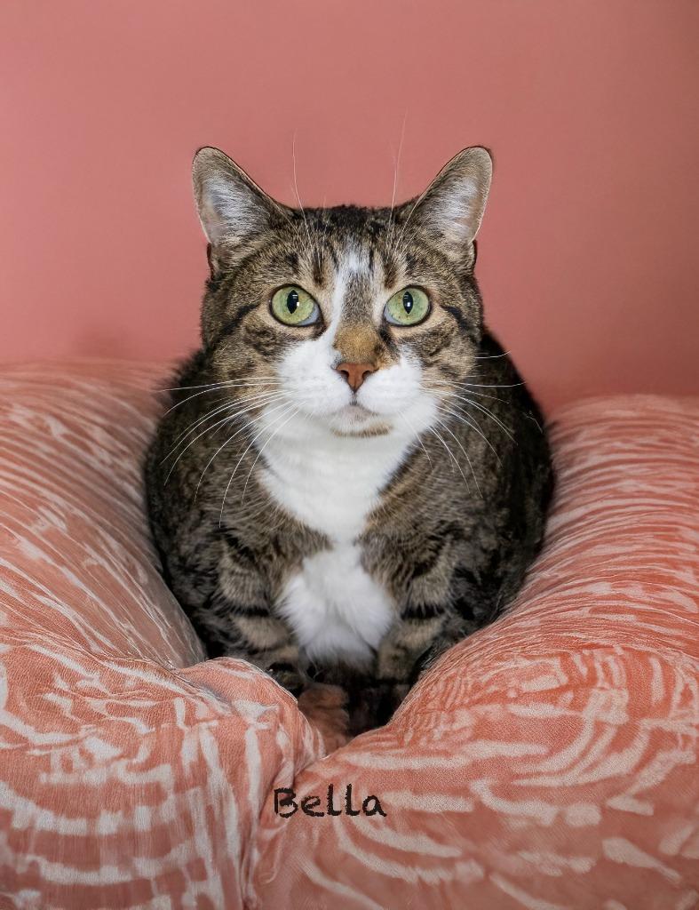 Bella, Adoptable, Senior Female Domestic Short Hair.