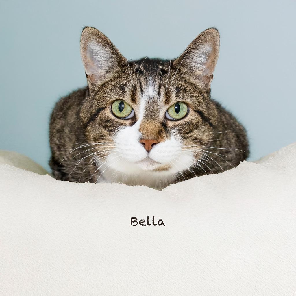 Enlarge Bella, a Adoptable mixed breed in Hot Springs Village, AR image 2/2