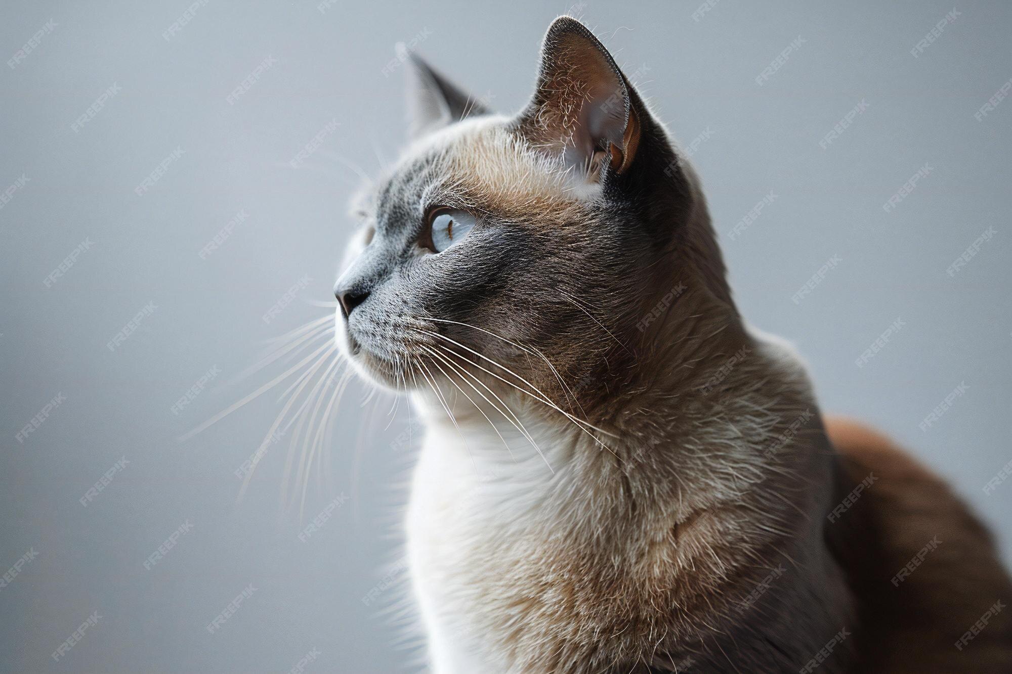 Enlarge Kaia, an adopted mixed breed in Wayzata, MN image 1/1