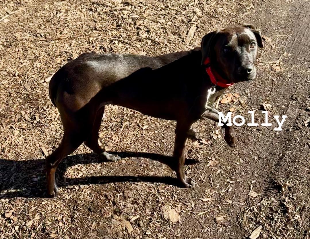 Molly, Adoptable, Young Female Labrador Retriever.