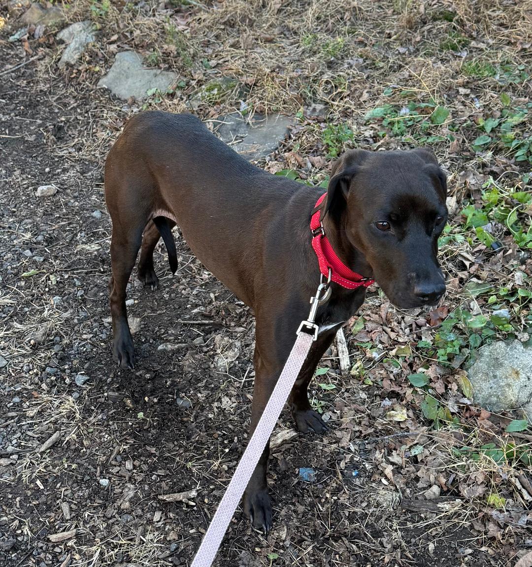 Molly, a Adoptable Labrador Retriever in Wanaque, NJ image 4/4