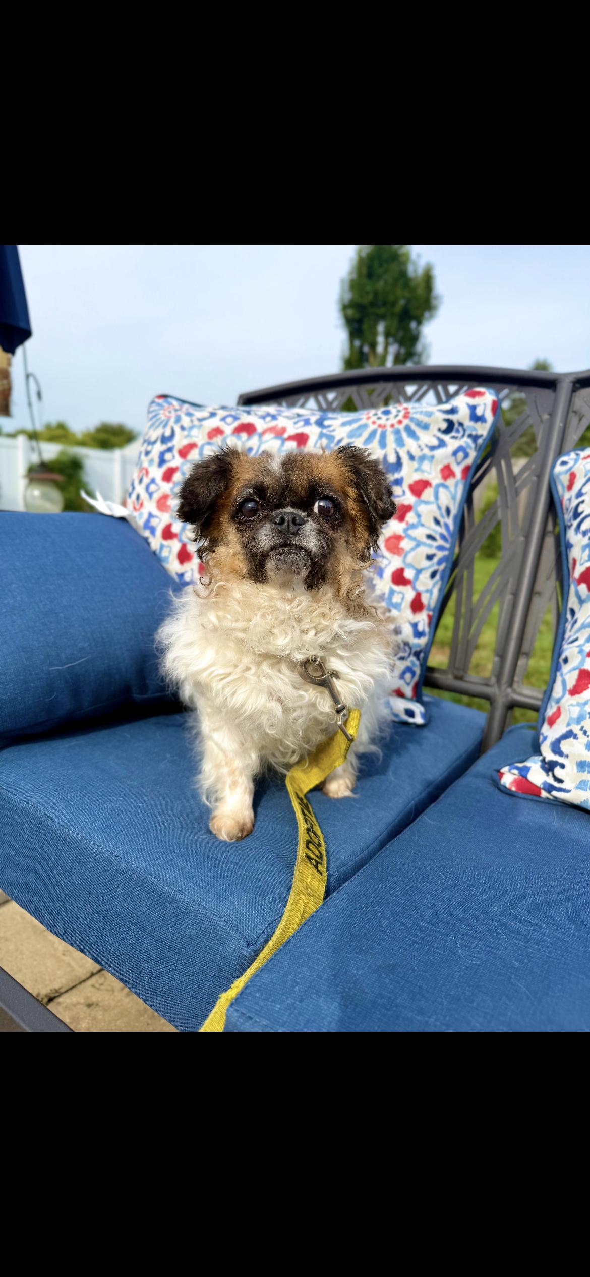 Jelly, Adoptable, Adult Female Pekingese.