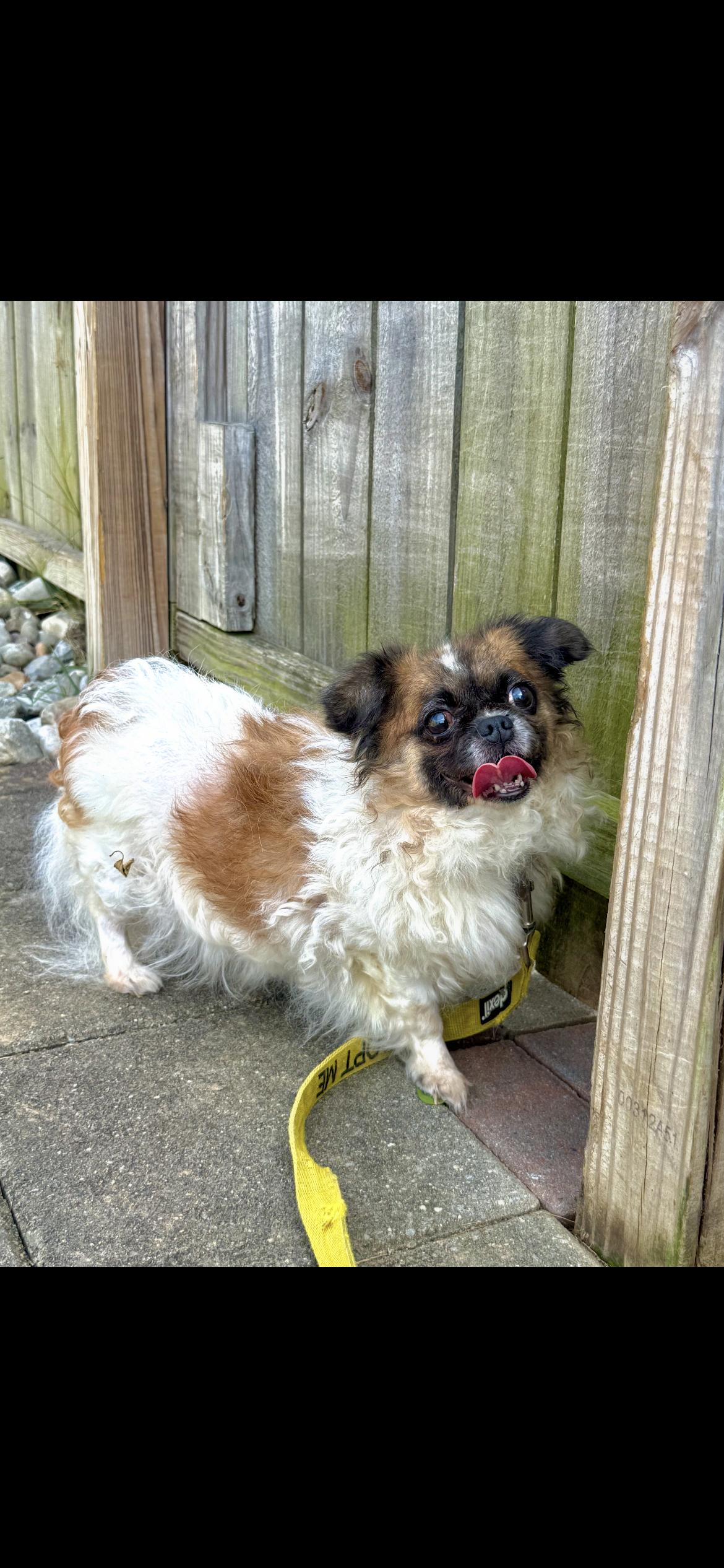 Jelly, an adoptable Pekingese in Philadelphia, PA, 19145 | Photo Image 4