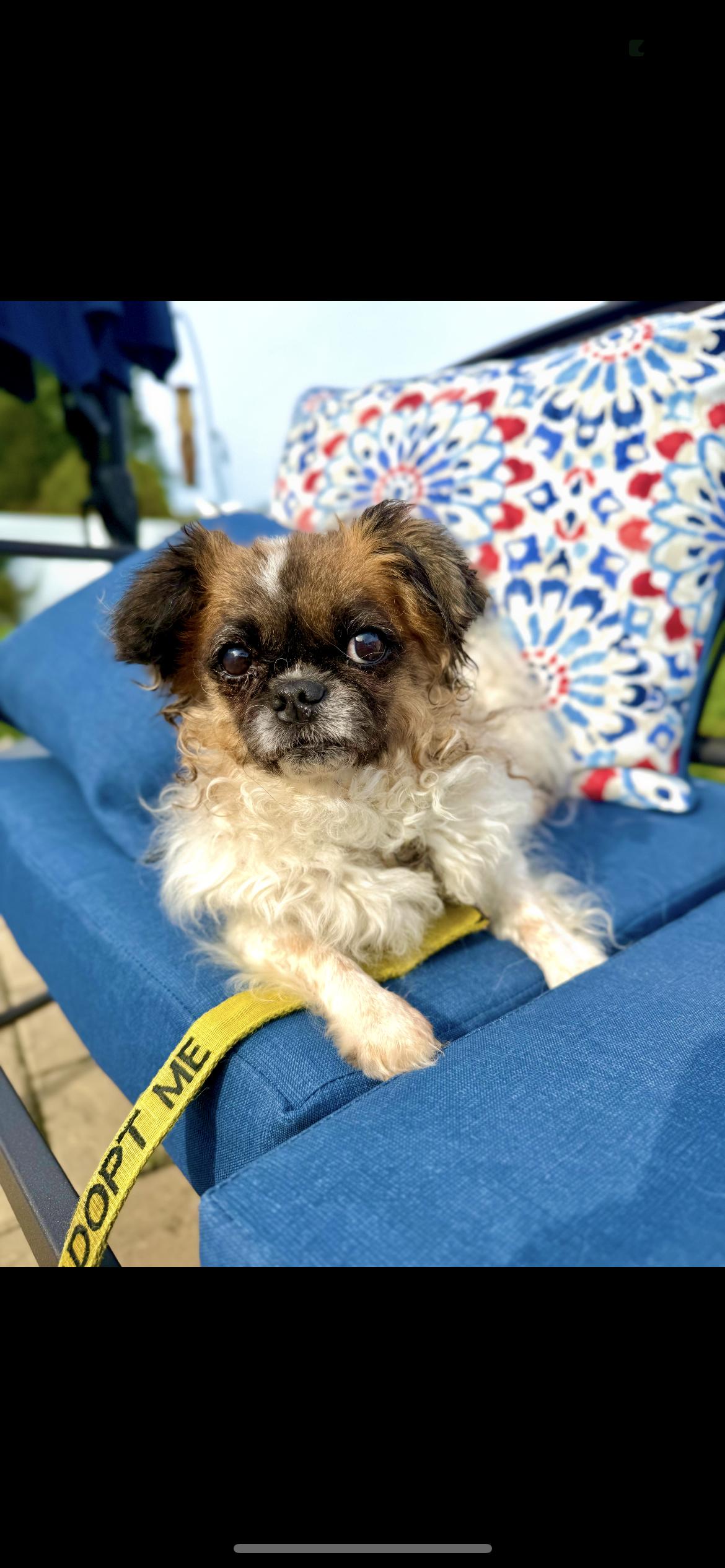 Jelly, an adoptable Pekingese in Philadelphia, PA, 19145 | Photo Image 2