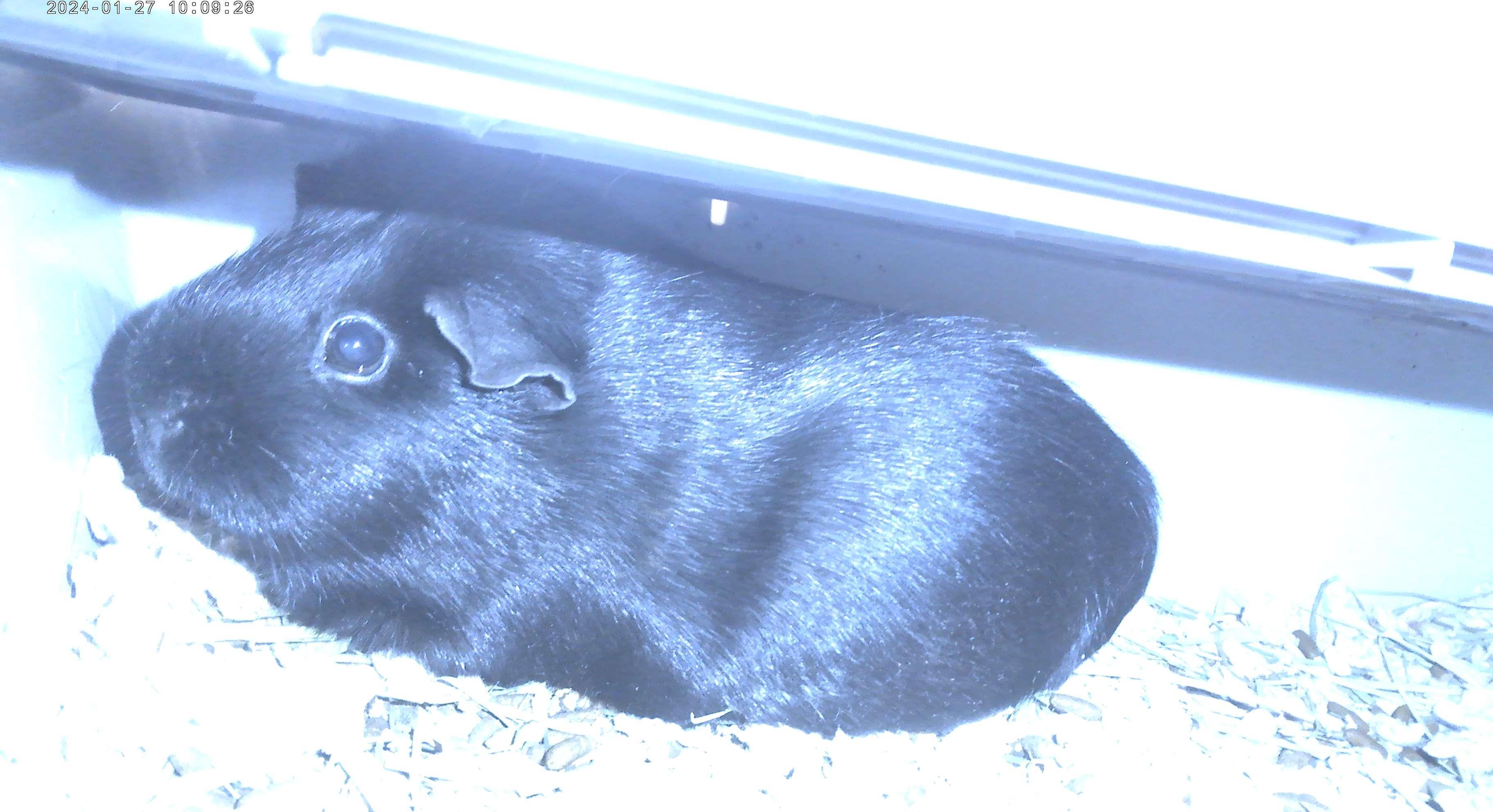 Enlarge Old lady & Murphy, a ADOPTABLE Guinea Pig in Trumbull, CT image 1/2