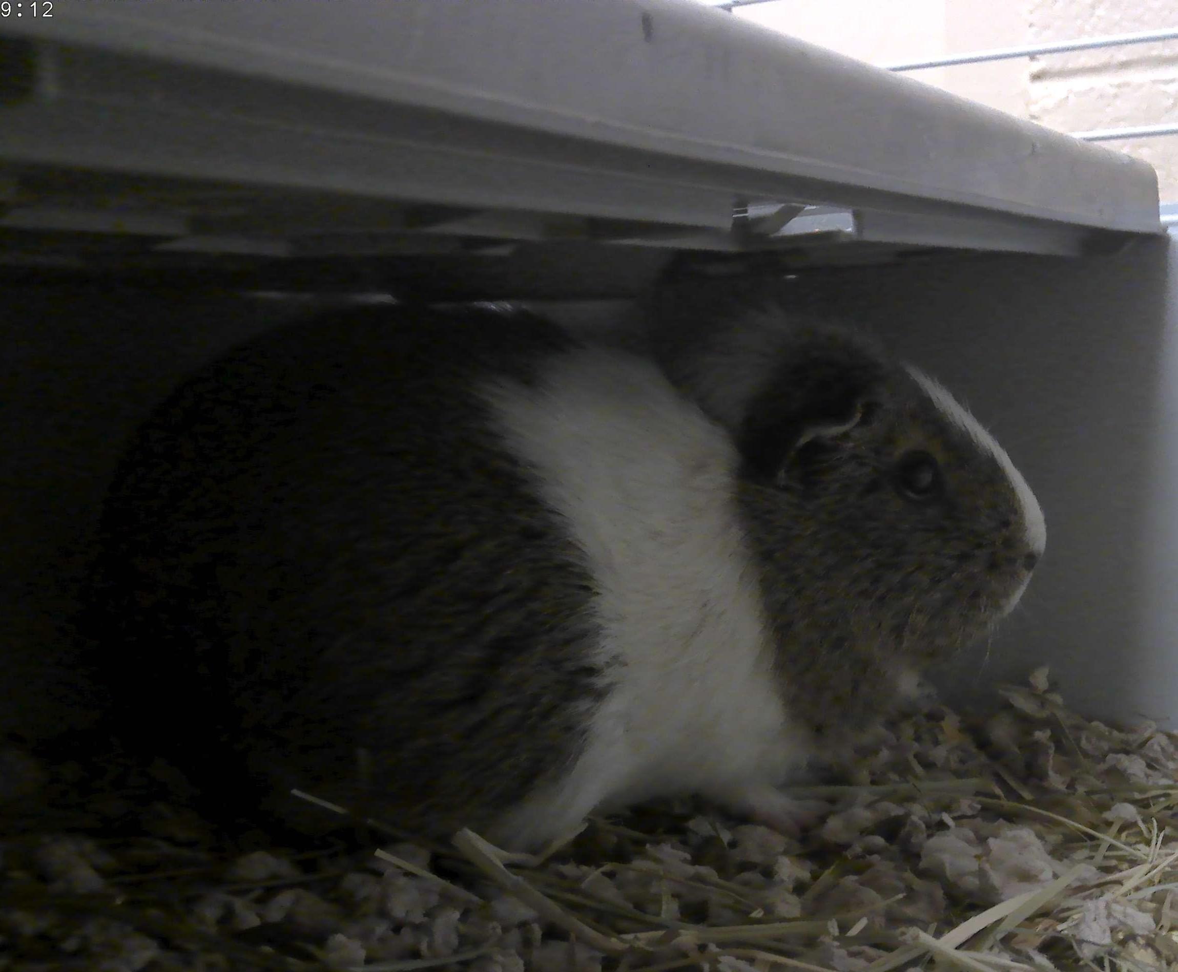 Enlarge Old lady & Murphy, a ADOPTABLE Guinea Pig in Trumbull, CT image 2/2