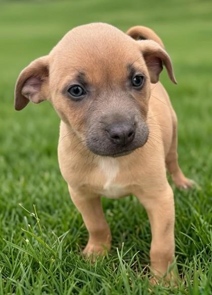 Enlarge Froot Loops, a Adoptable mixed breed in Baraboo, WI image 1/1