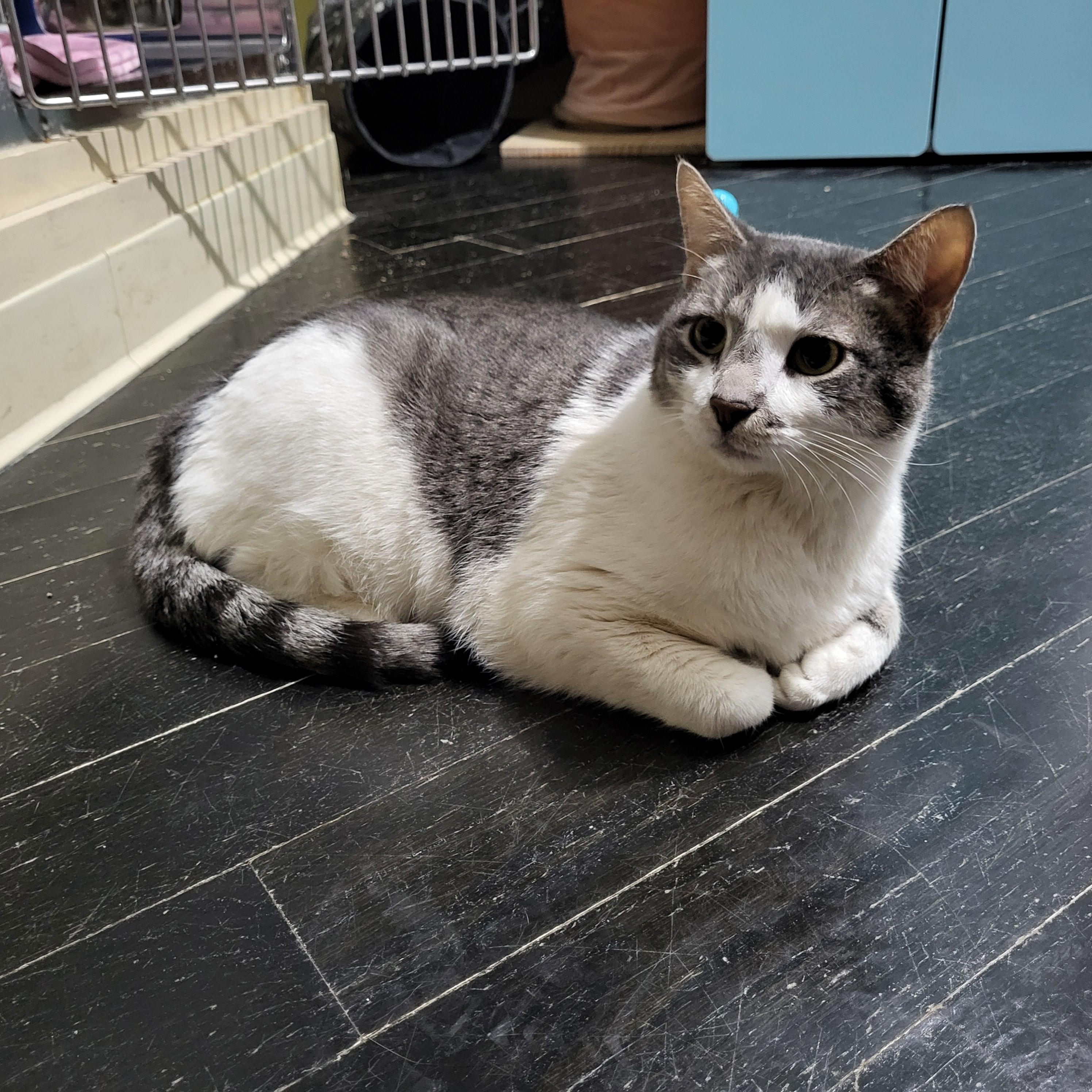 Spongebob (bonded to Chubby), Adoptable, Adult Male Domestic Short Hair.