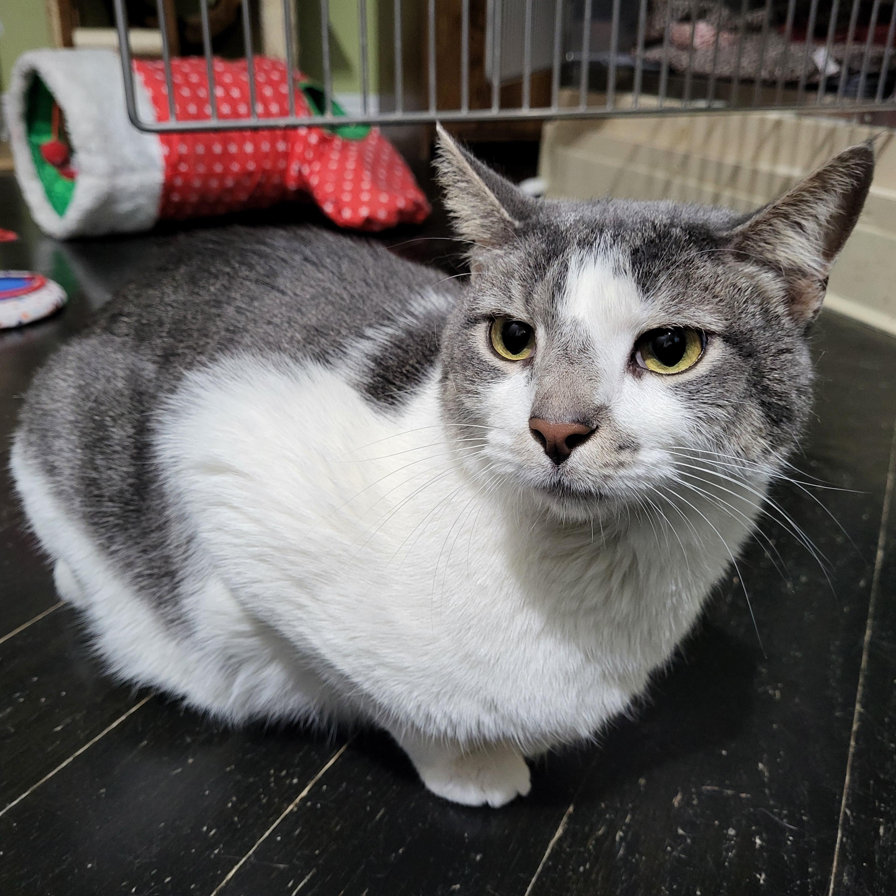 Spongebob (bonded to Chubby)