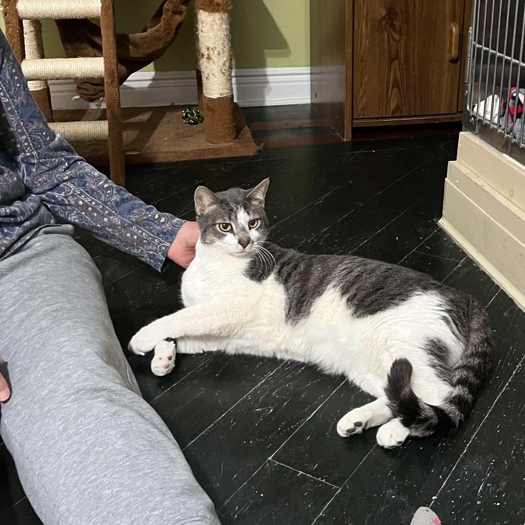 Spongebob (bonded to Chubby), a Adoptable Domestic Short Hair in East Brunswick, NJ image 4/6