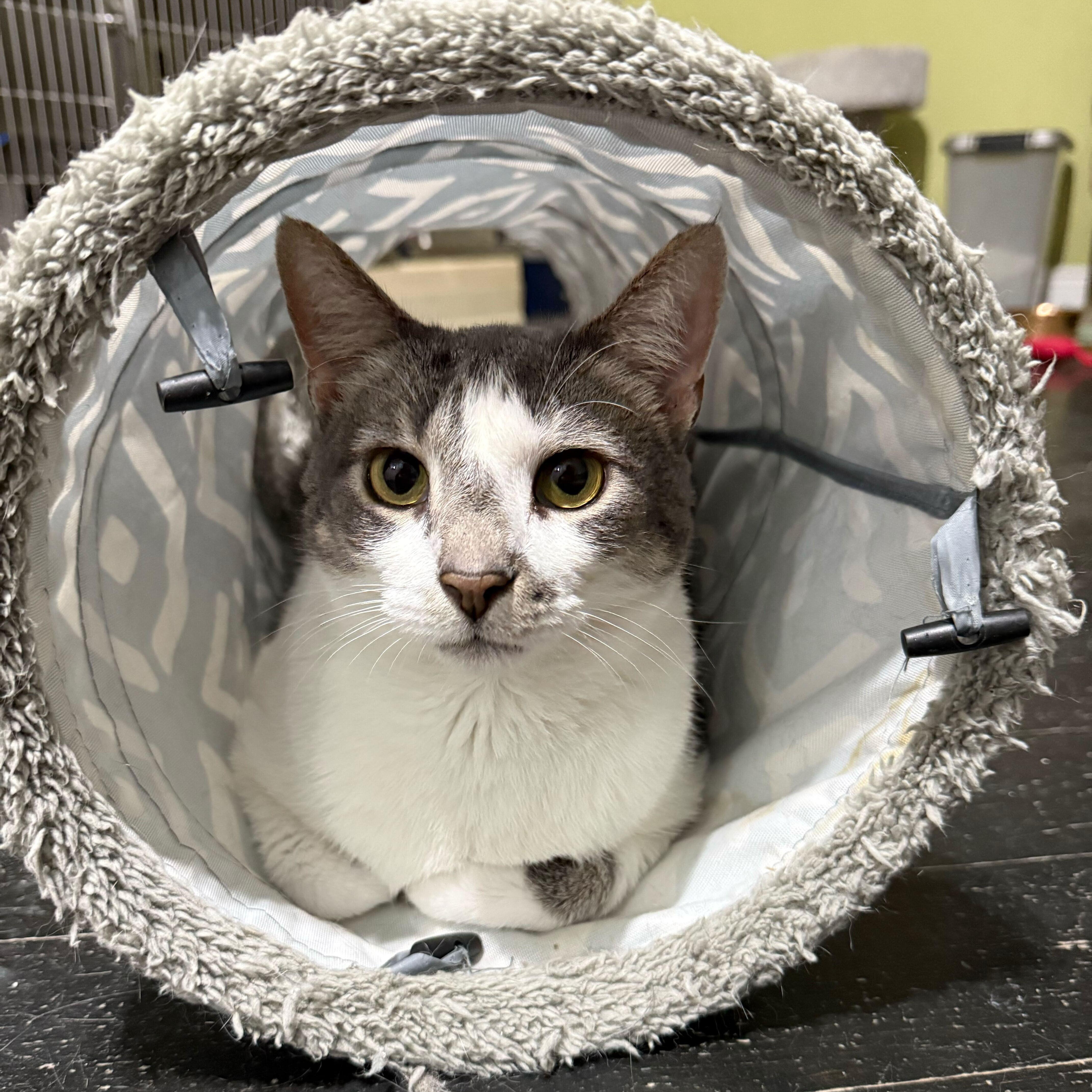 Spongebob (bonded to Chubby), a Adoptable Domestic Short Hair in East Brunswick, NJ image 6/6