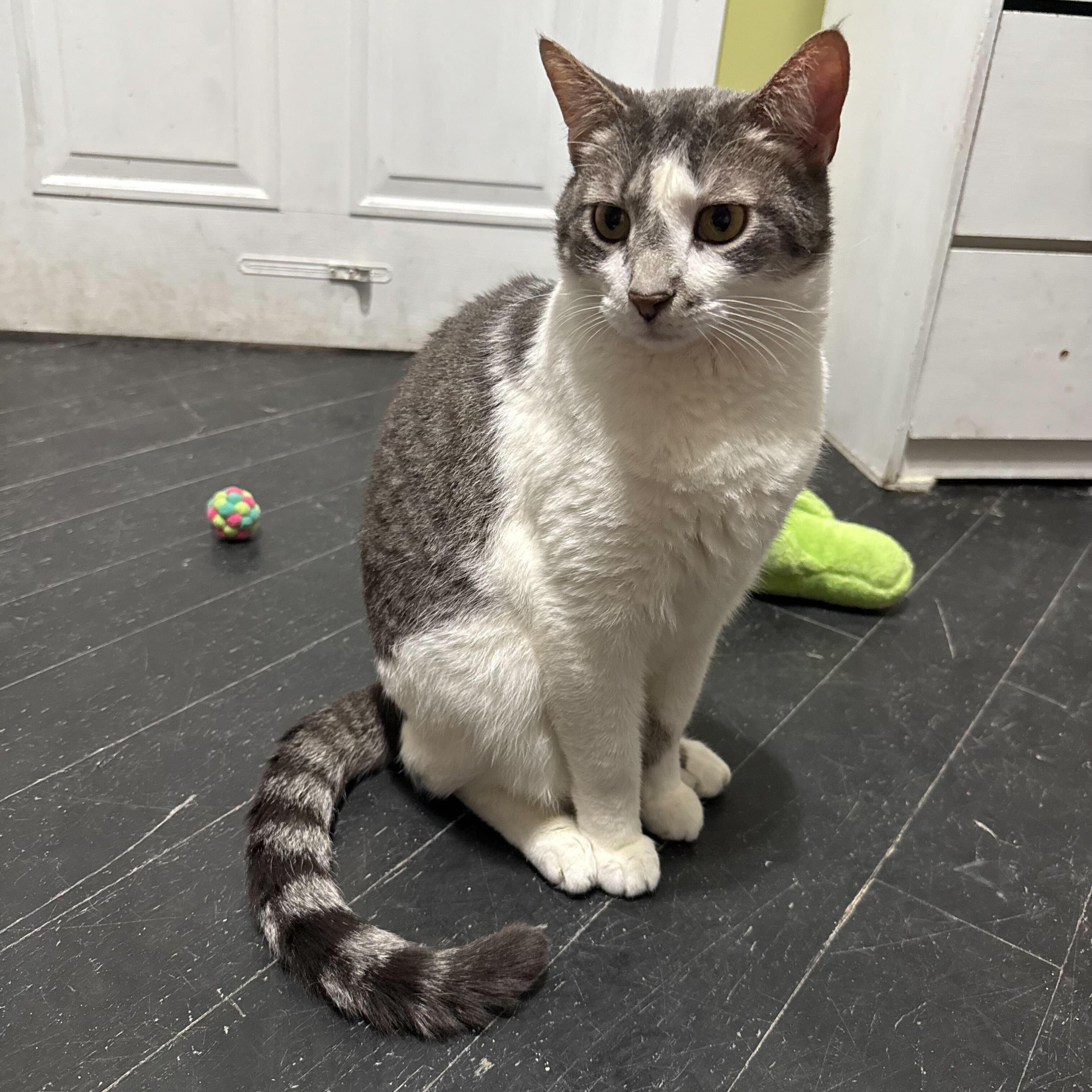 Spongebob (bonded to Chubby)