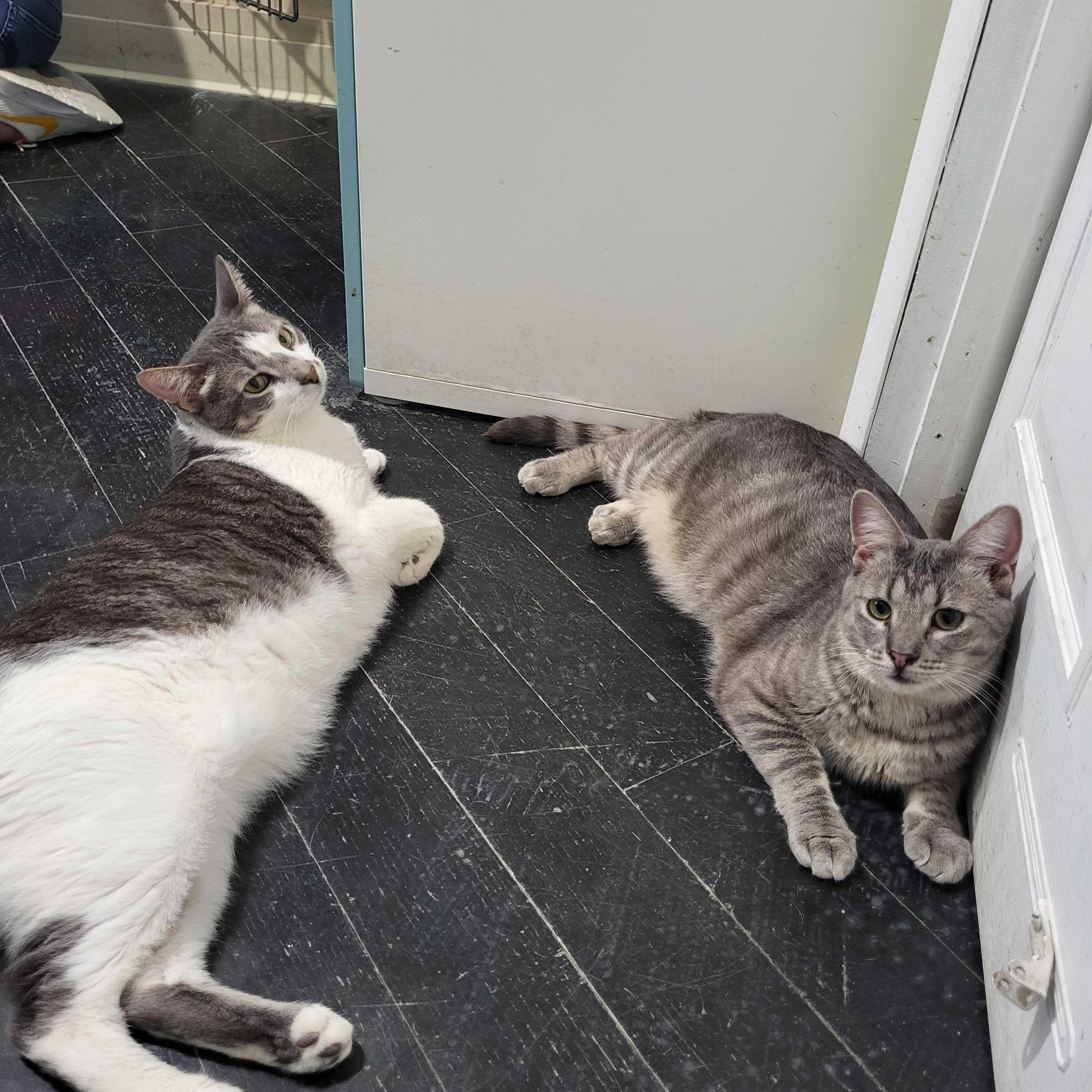 Spongebob (bonded to Chubby)