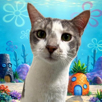 Enlarge Spongebob (bonded to Chubby), a Adoptable Domestic Short Hair in East Brunswick, NJ image 1/6