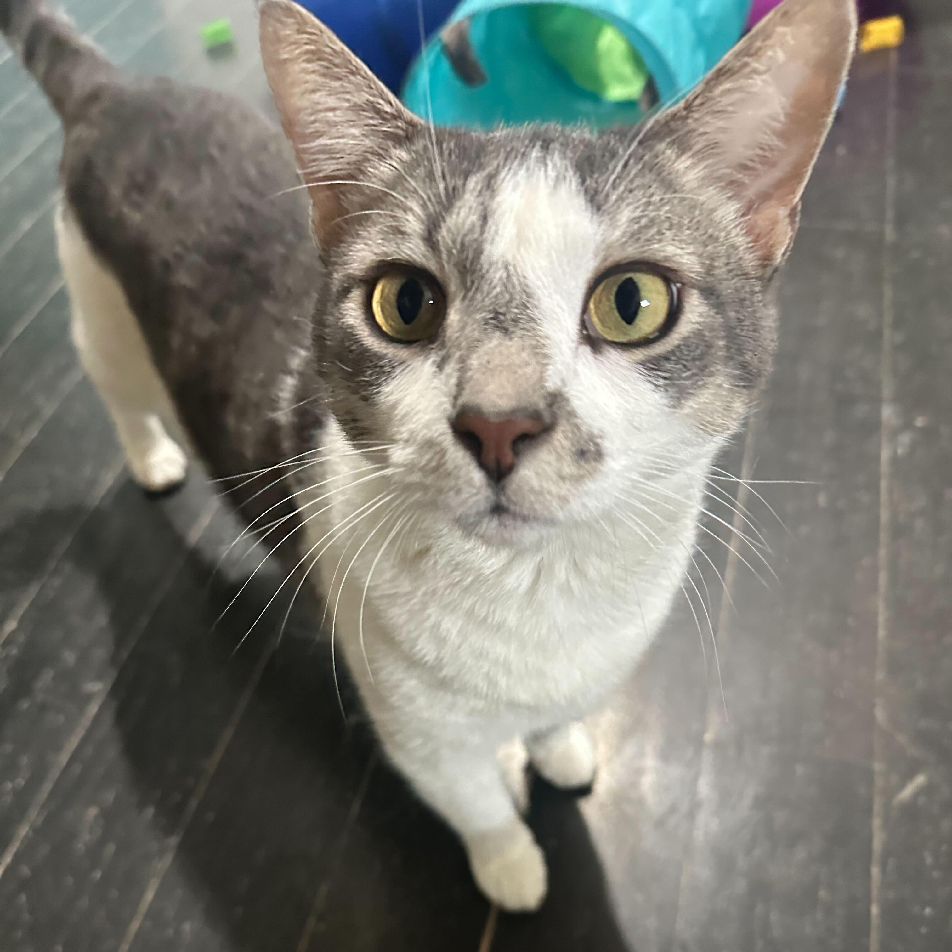 Spongebob (bonded to Chubby), Adoptable, Adult Male Domestic Short Hair.