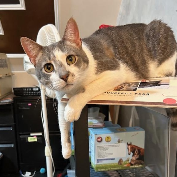 Enlarge Spongebob (bonded to Chubby), a Adoptable Domestic Short Hair in East Brunswick, NJ image 2/6