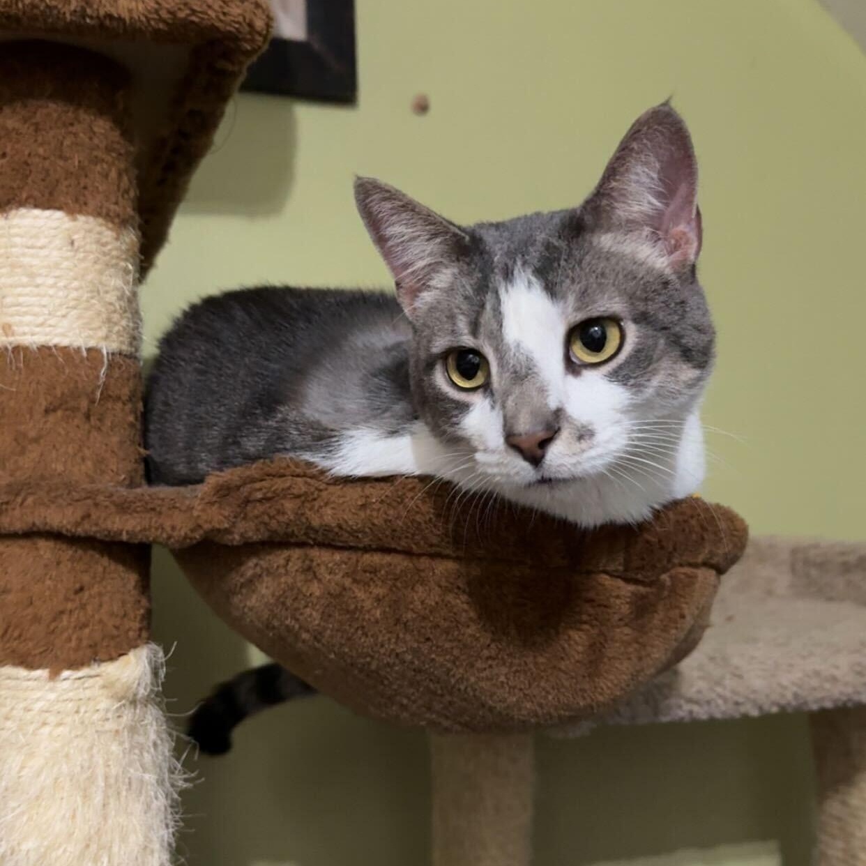Spongebob (bonded to Chubby), a Adoptable Domestic Short Hair in East Brunswick, NJ image 4/6